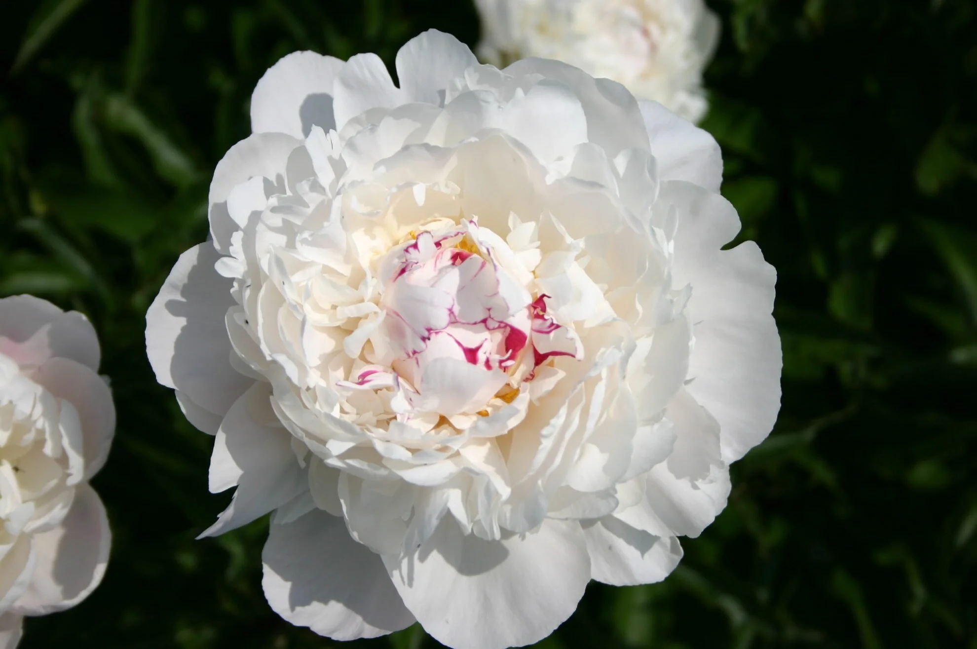 Peony 'Festiva Maxima' Bare Root