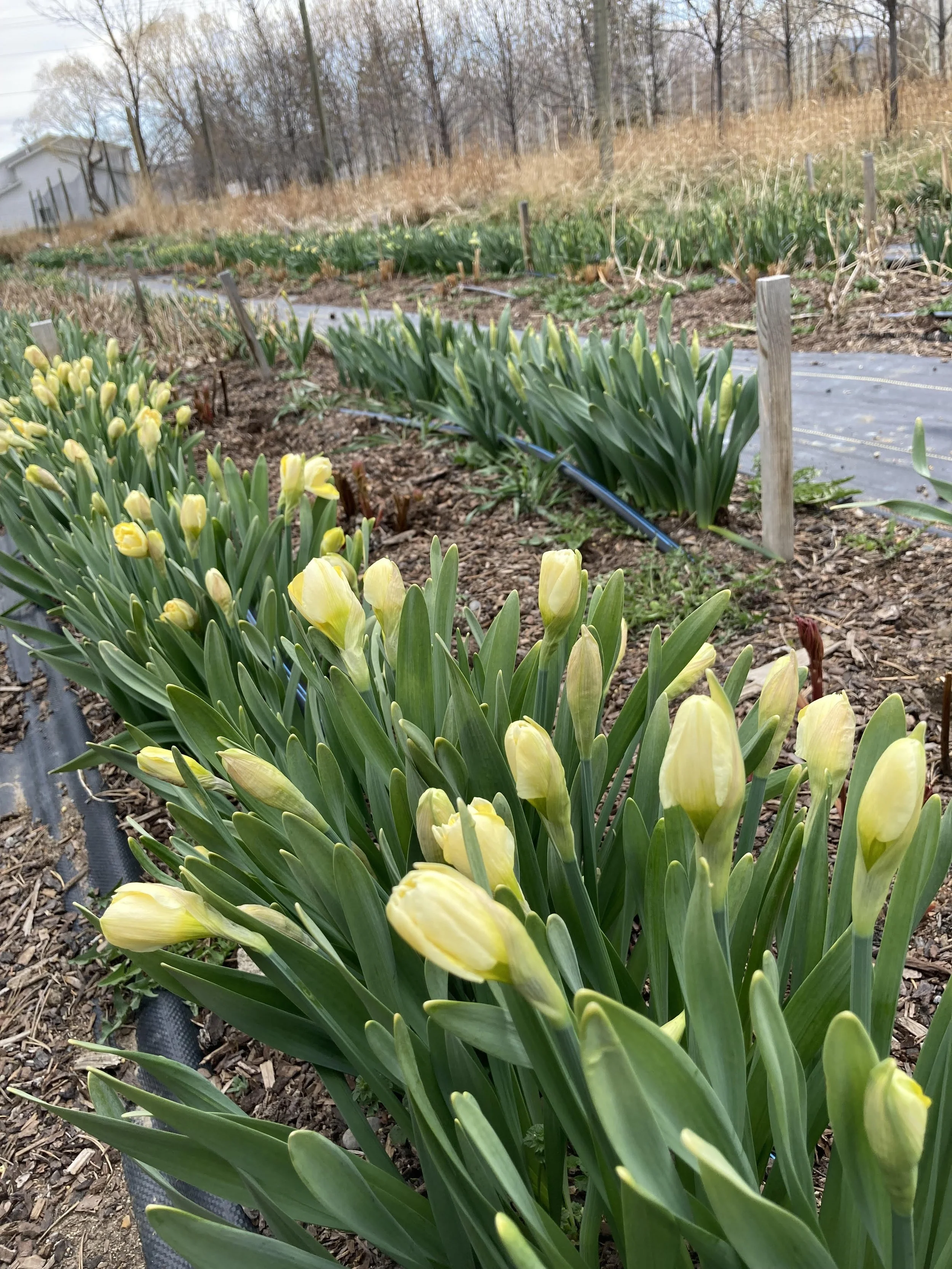 daffodils.jpg