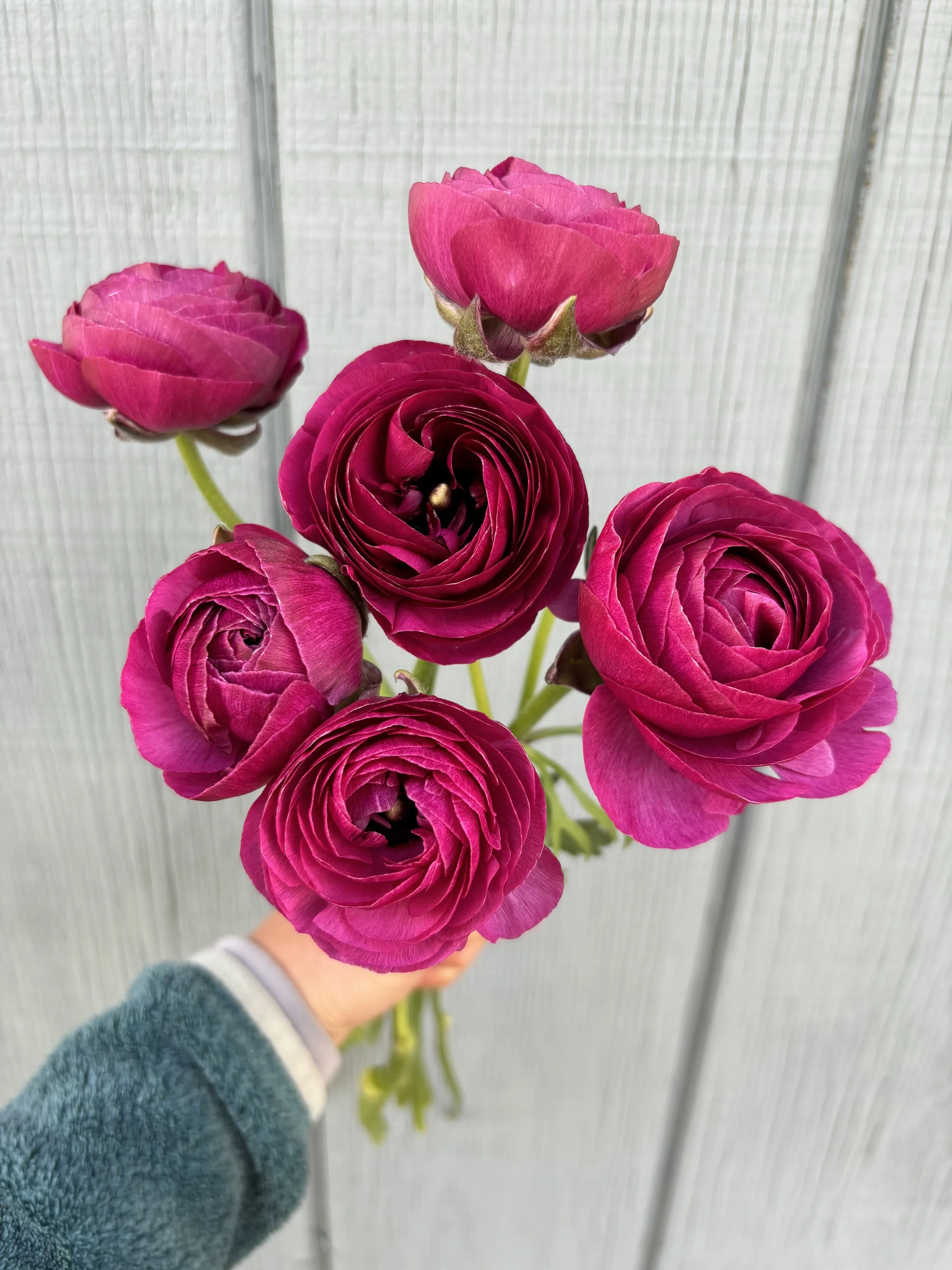 Ranunculus - Amandine Violet Corms