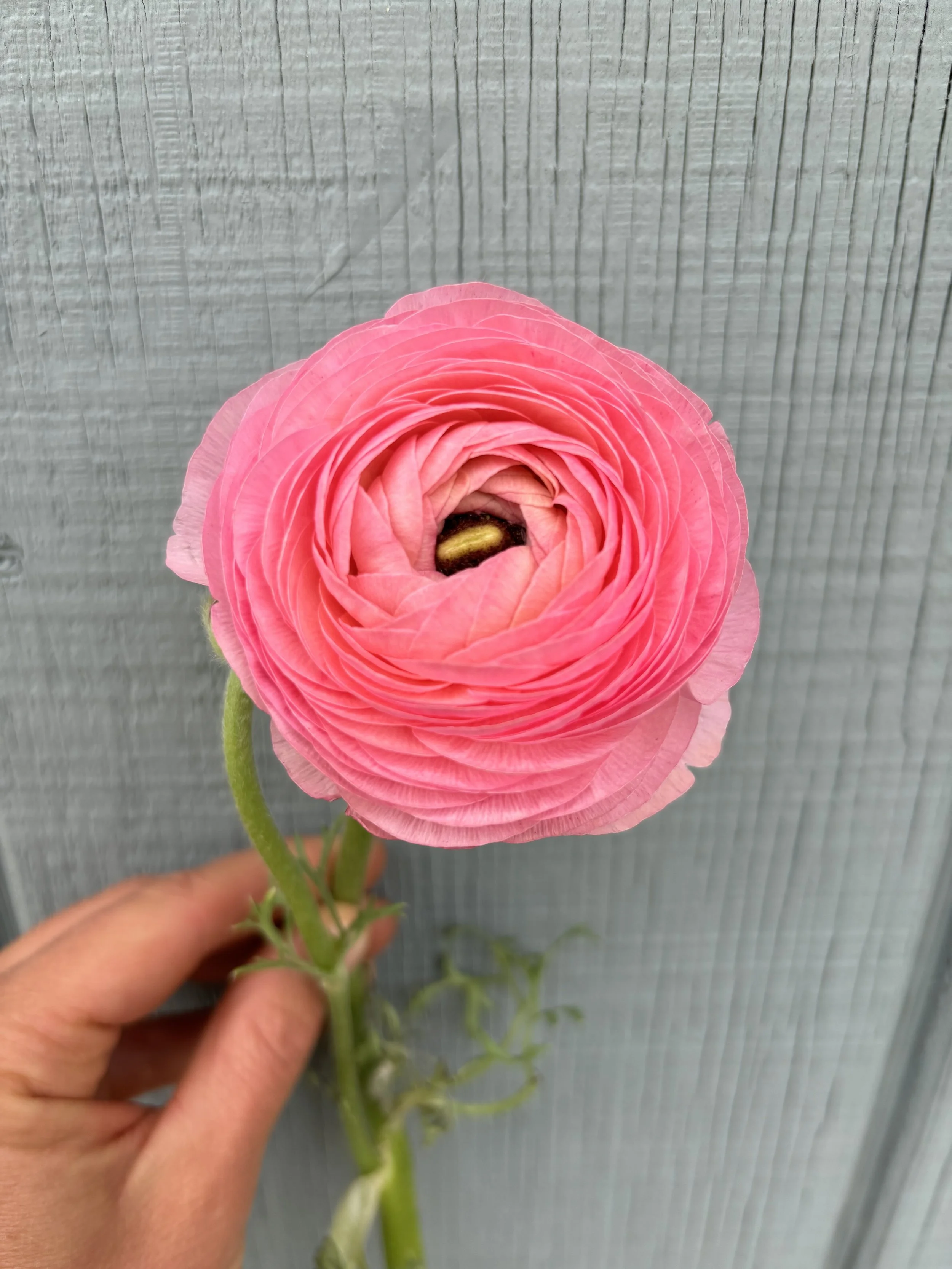 Ranunculus - Amandine Rose