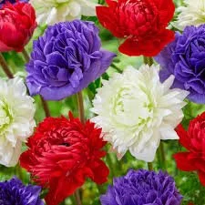 Anemone Fullstar Mix