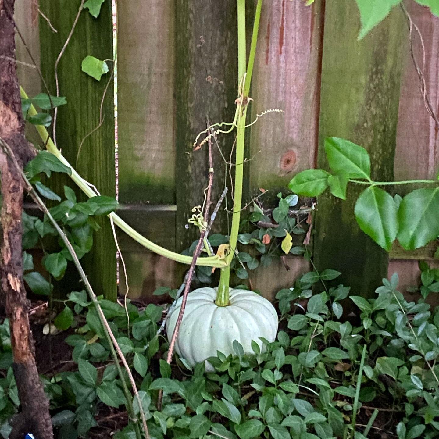 The Runaway Pumpkin (a lil story). See our stories. #pumpkin #squash #finallyfound