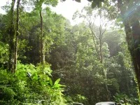 Tropical_forest-200x150.jpg