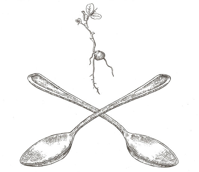 seedsproutspoon.jpg