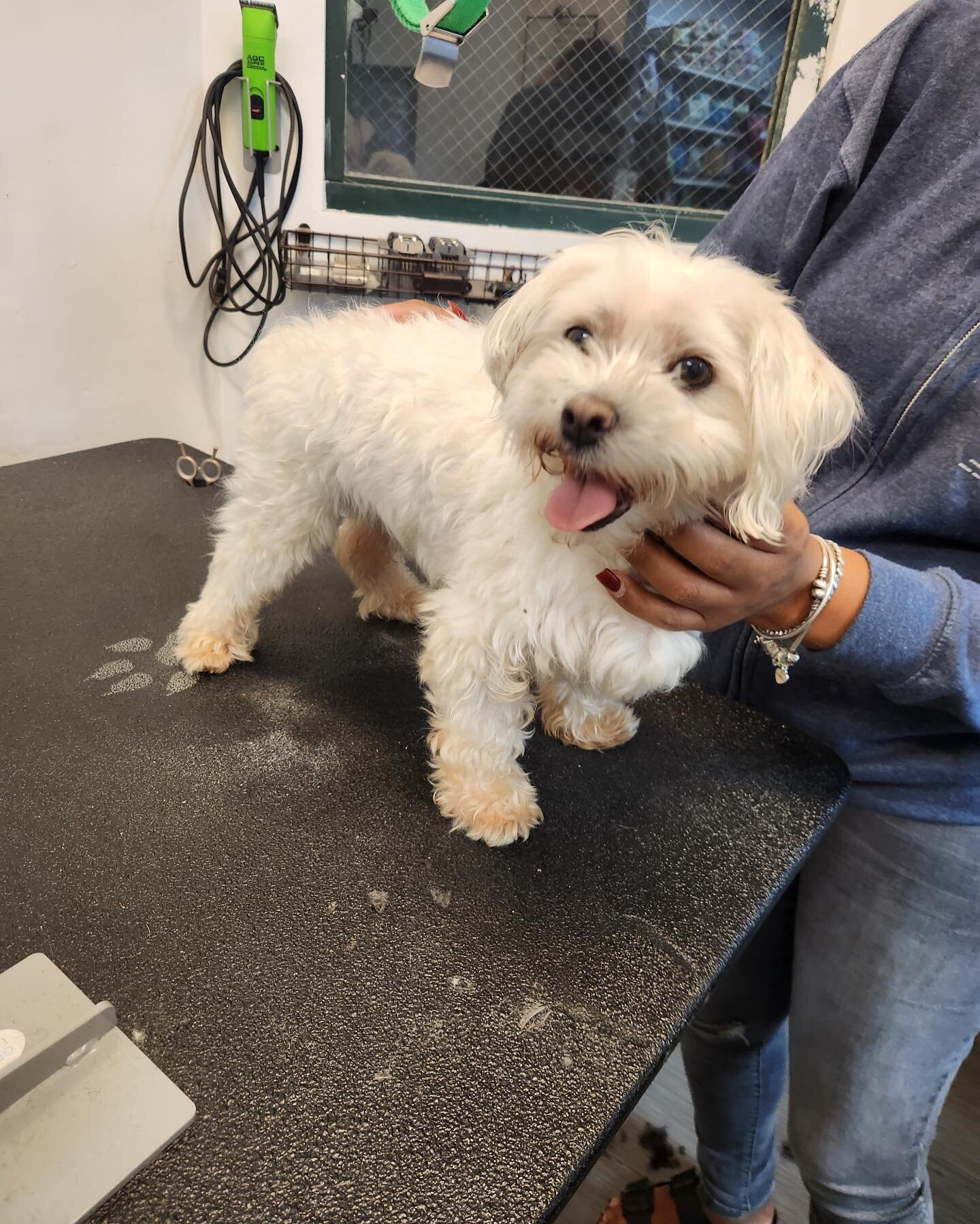 Update:  Found the owner!! The dog was chipped but that info was a dead end.  Hip hip hooray  for the power of the Social&rsquo;s). 911 dog Found roaming the streets near Howard &amp; Hancock .  Anyone recognize this dog?? 718-484-0036
If the dog doe
