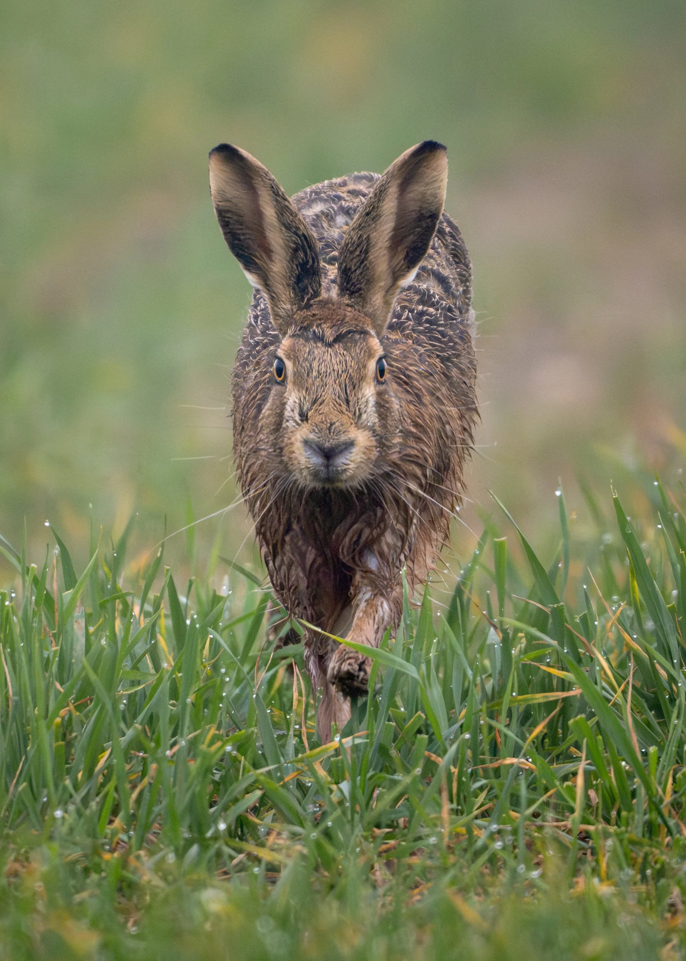 Brown Hare