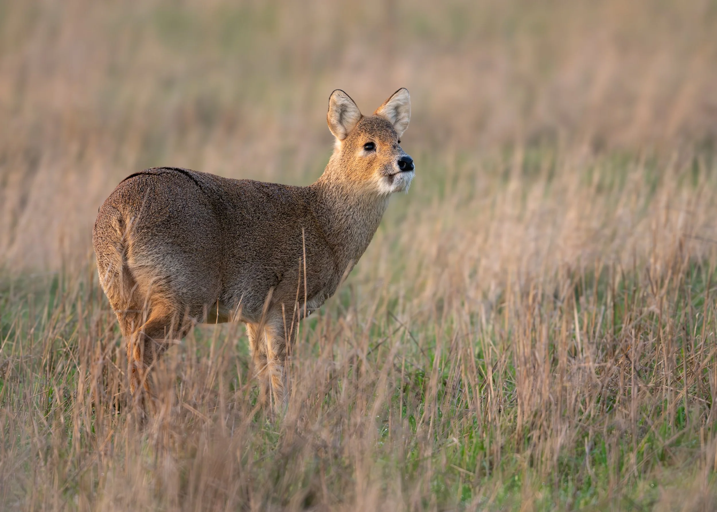 Chinese Water Deer