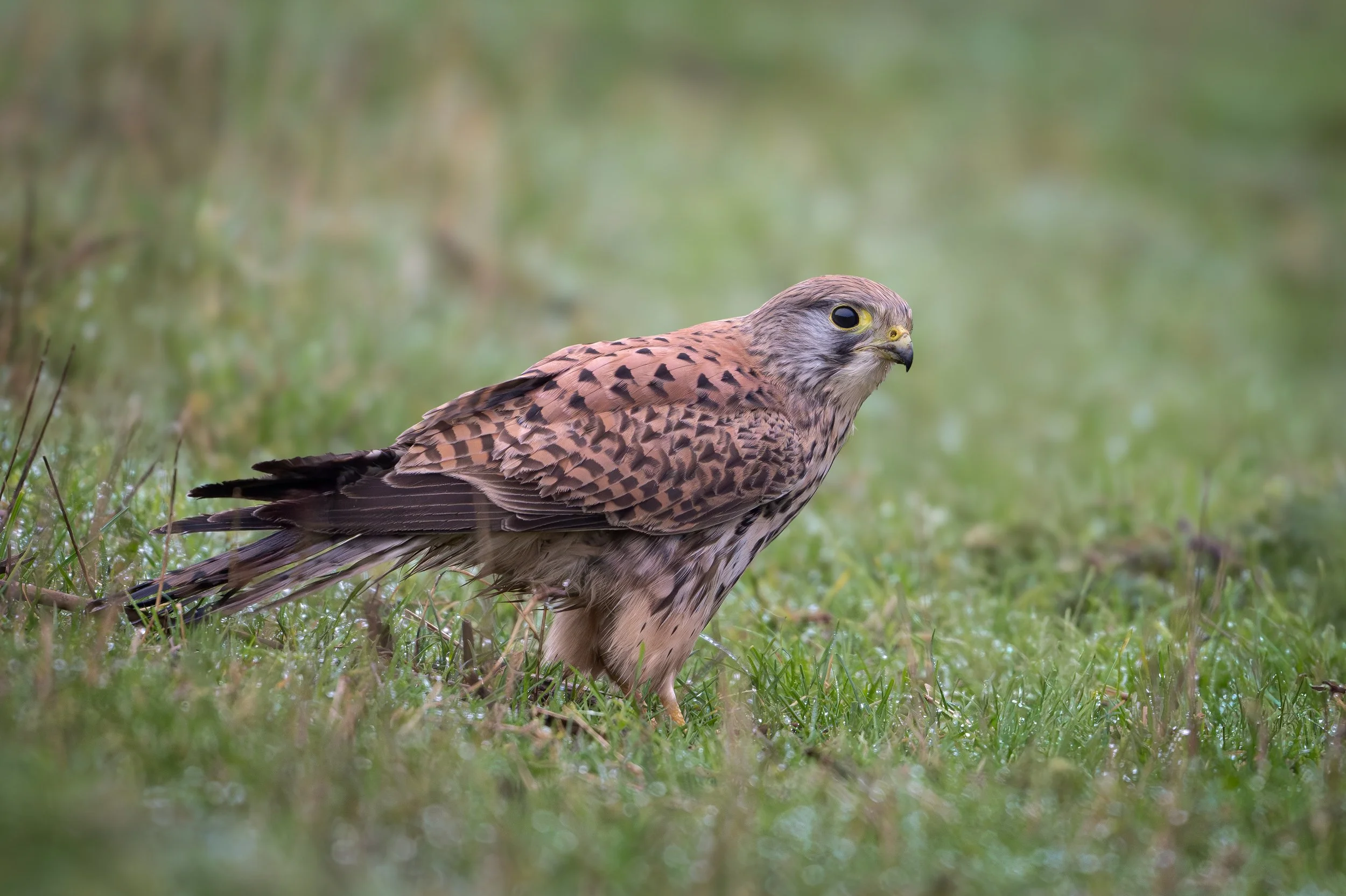 simon-wantling-wildlife-photographer