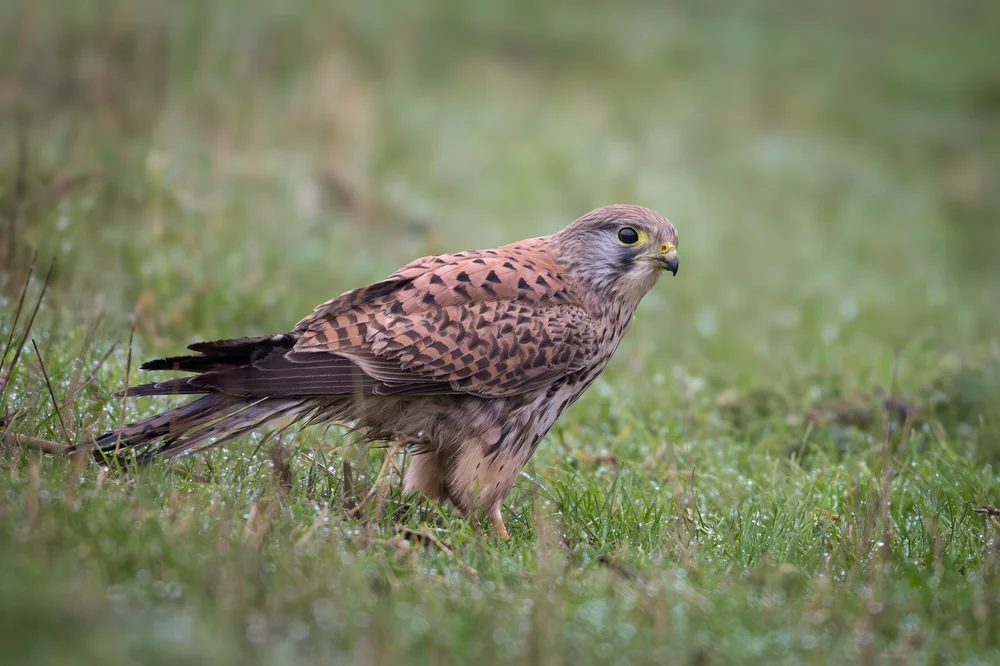 simon-wantling-wildlife-photographer