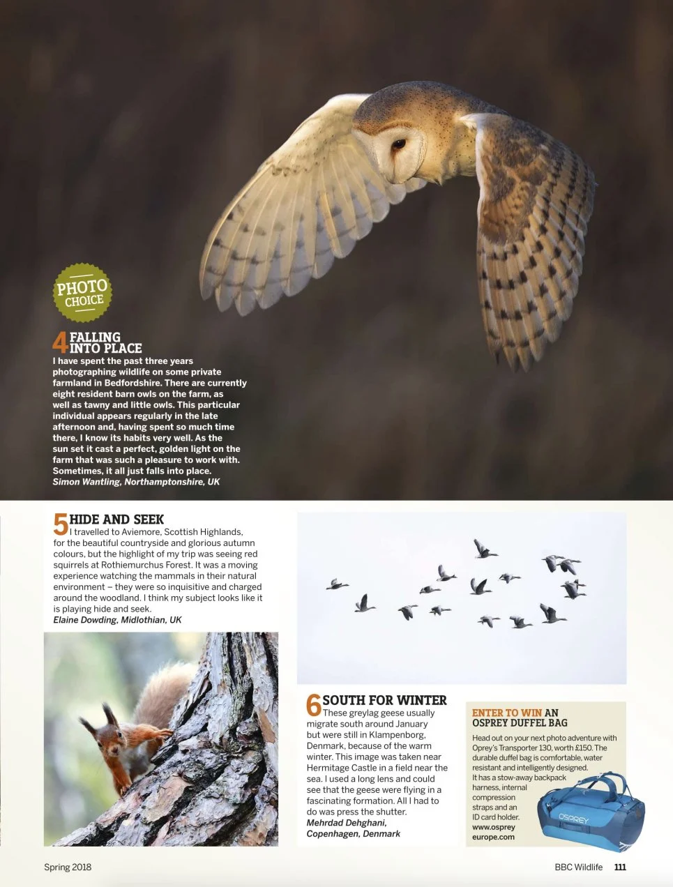 Barn Owl - BBC Wildlife Magazine
