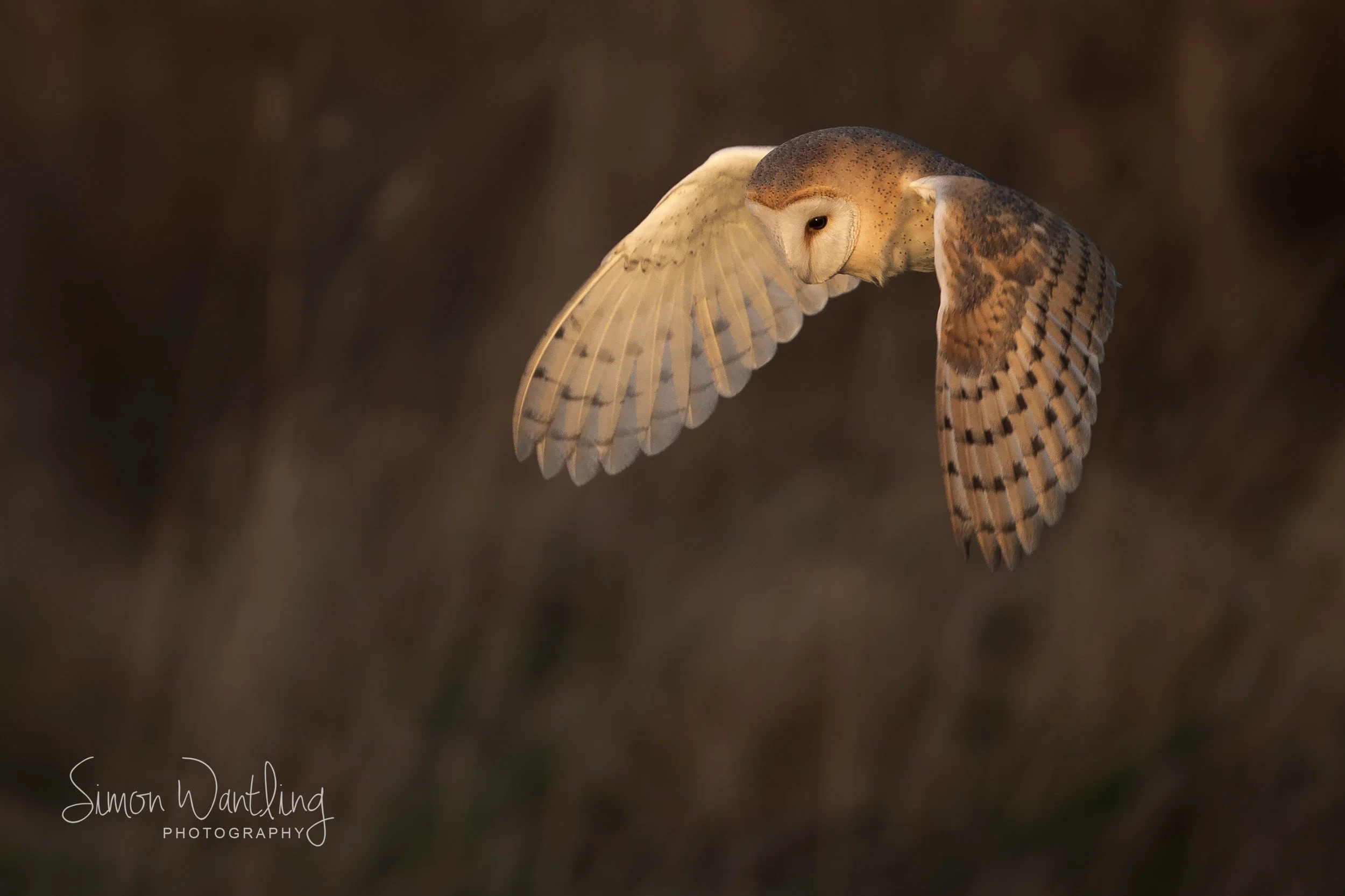 Barn Owl late light - Front Cover.jpg