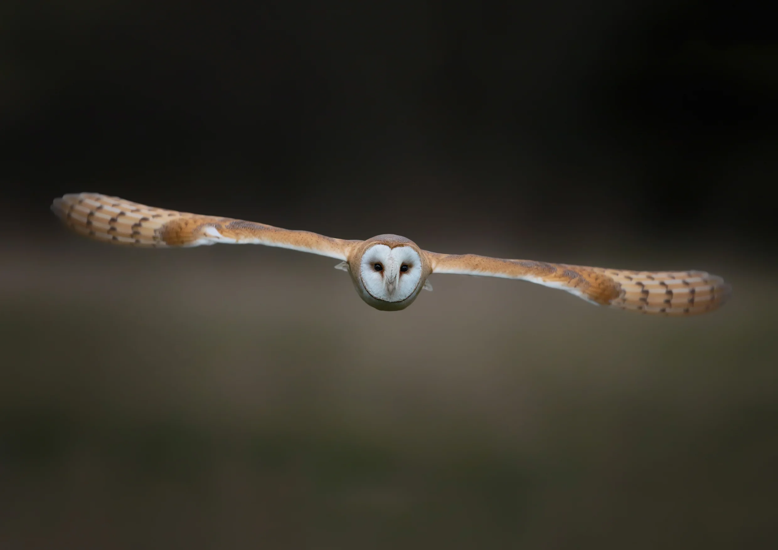 Barn Owl Glider A4 Print.jpg