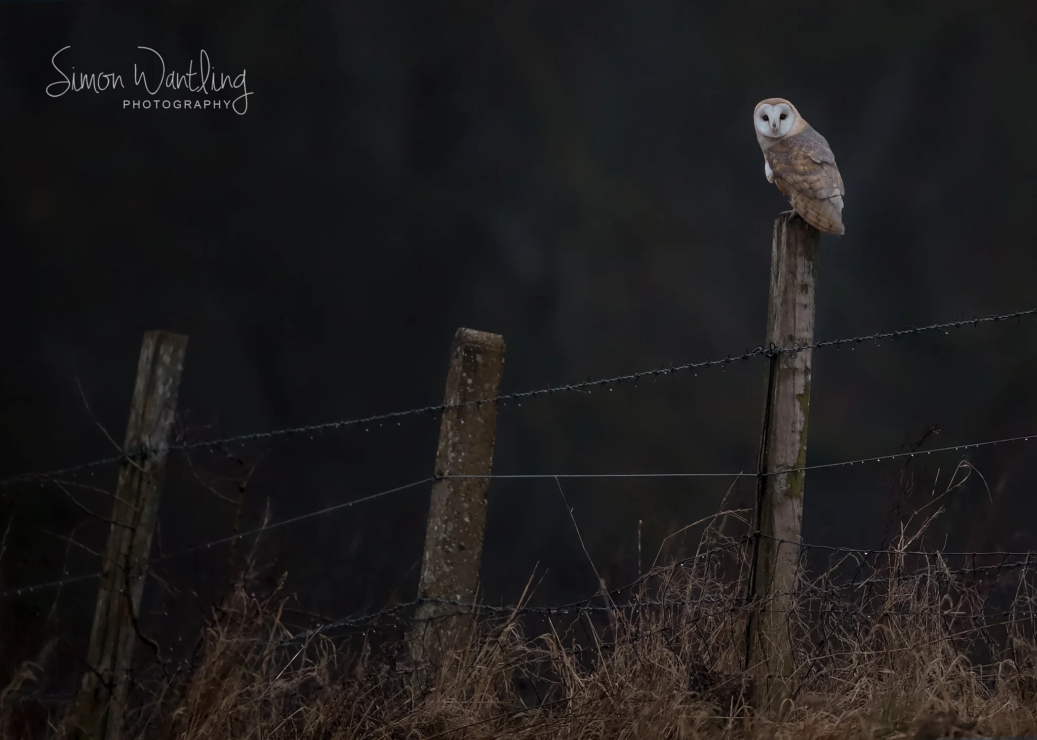 Barn Owl on post - 6th Jan 18.jpg