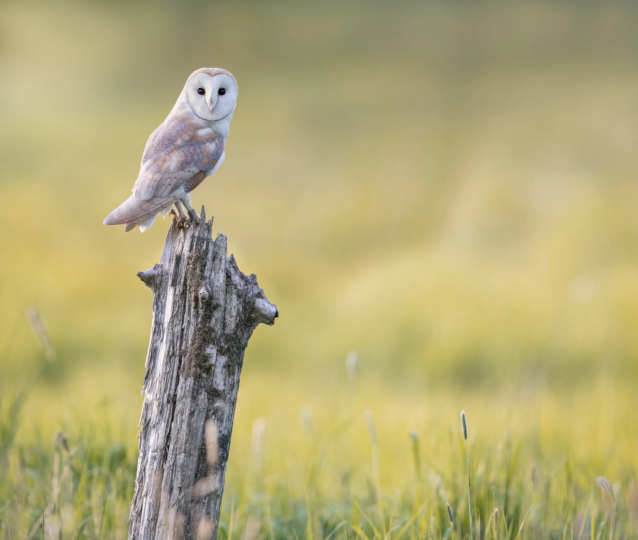 Barn Owl 2 - 2018-05-13-2.jpg