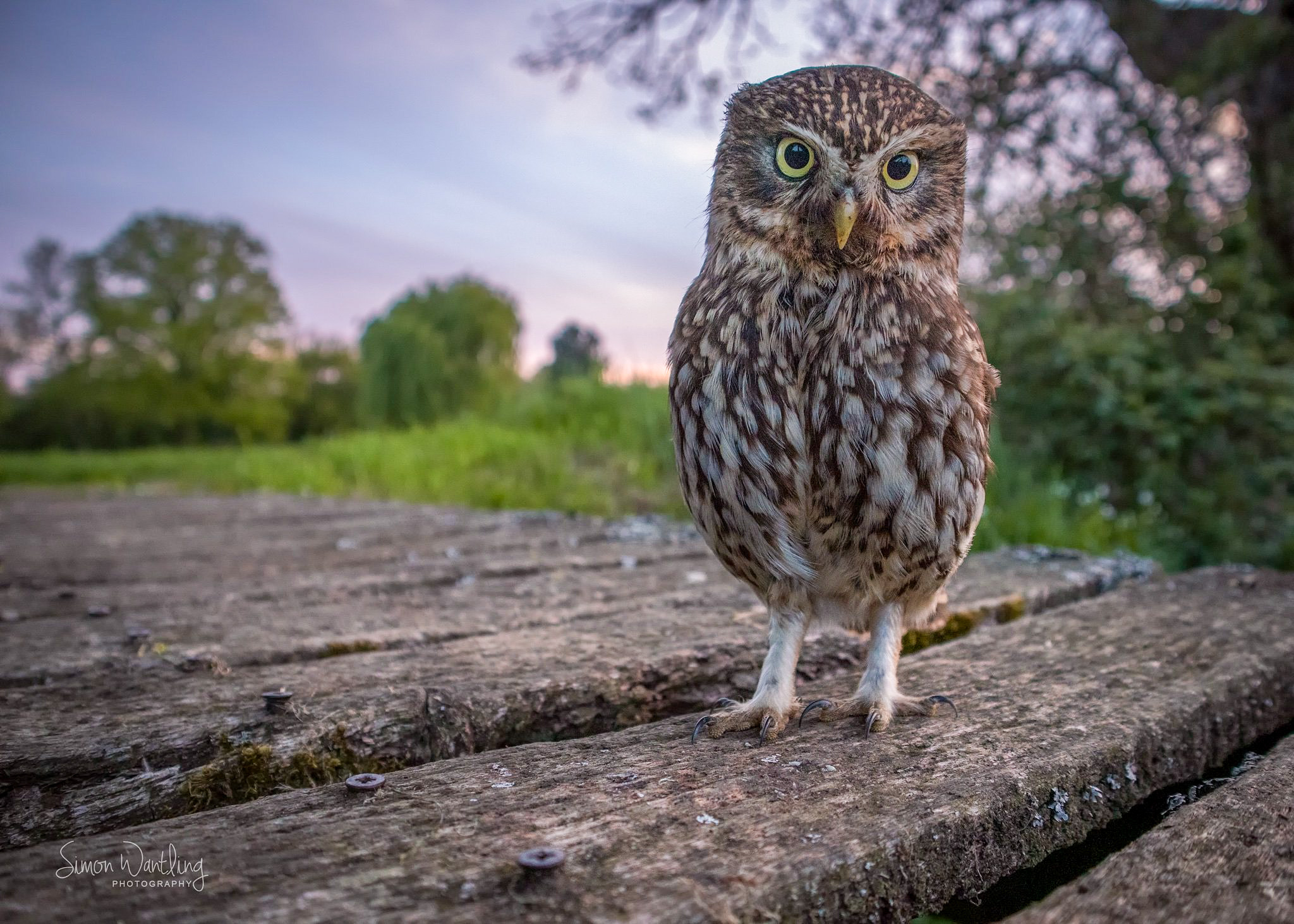 Little Owl
