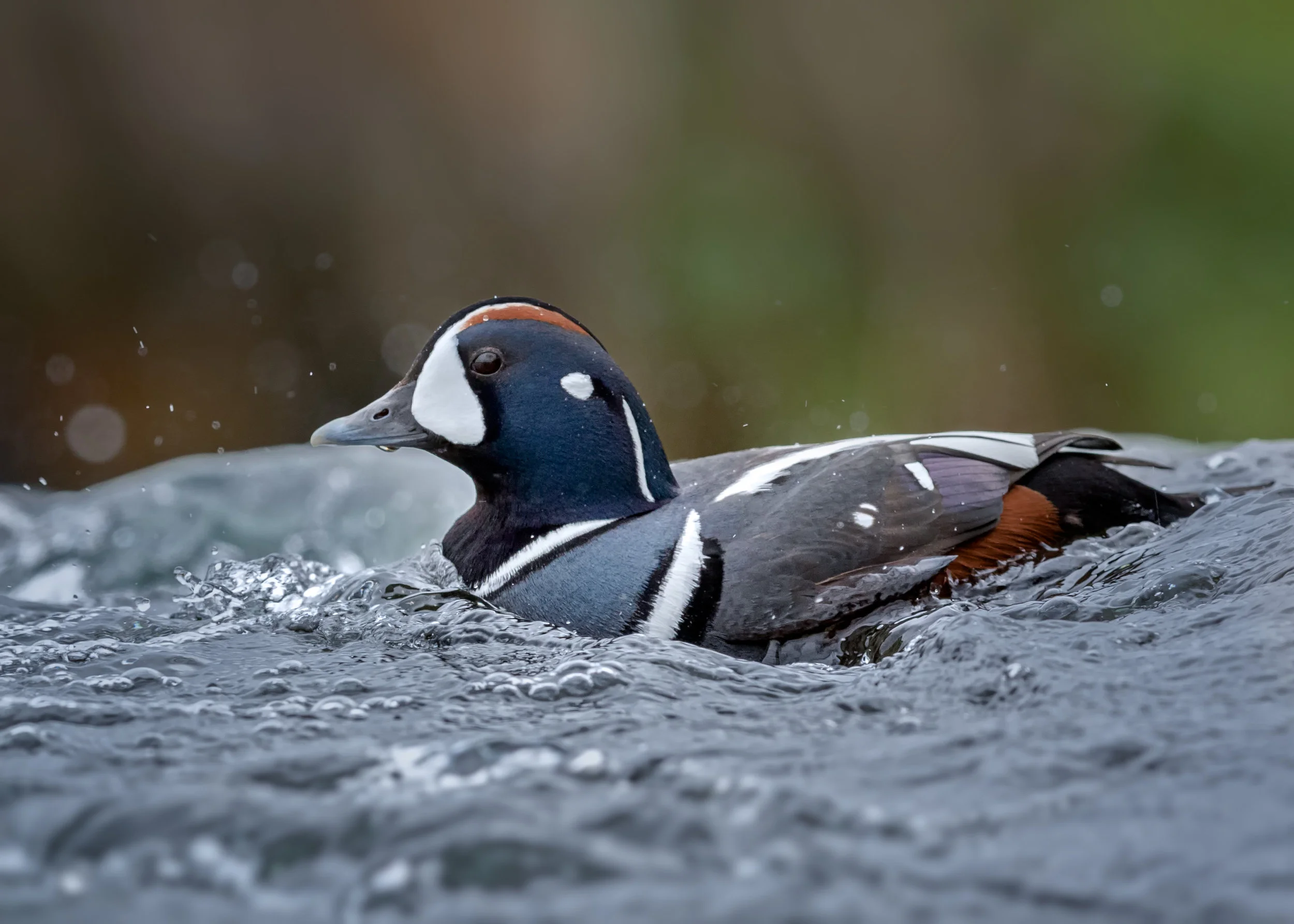 Harlequin Duck
