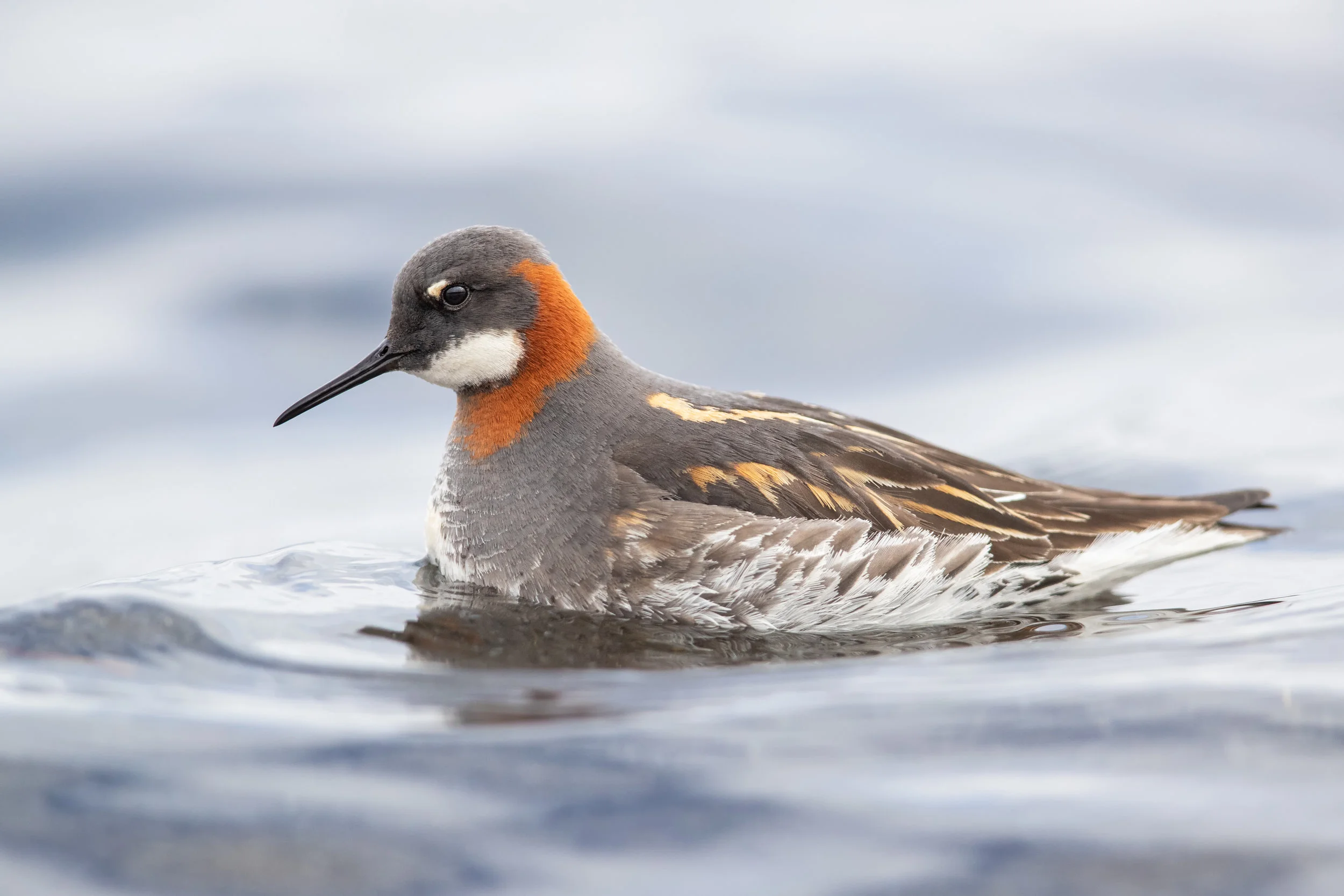 Red-necked Pharalope