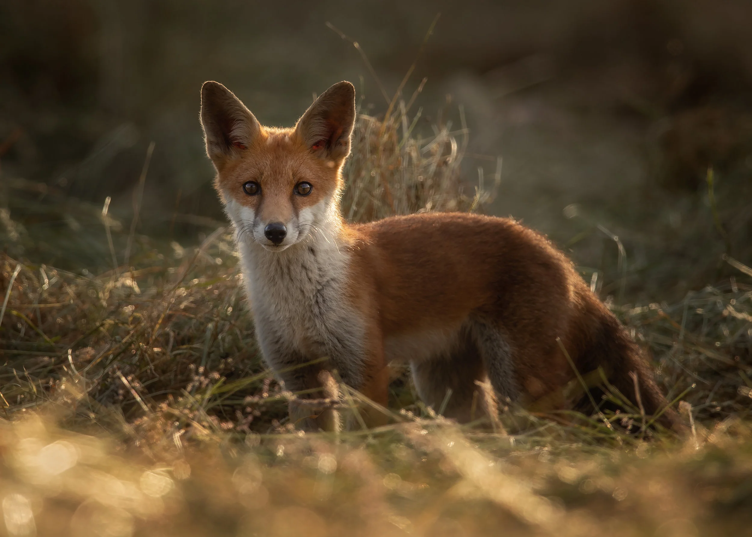 Fox Cub