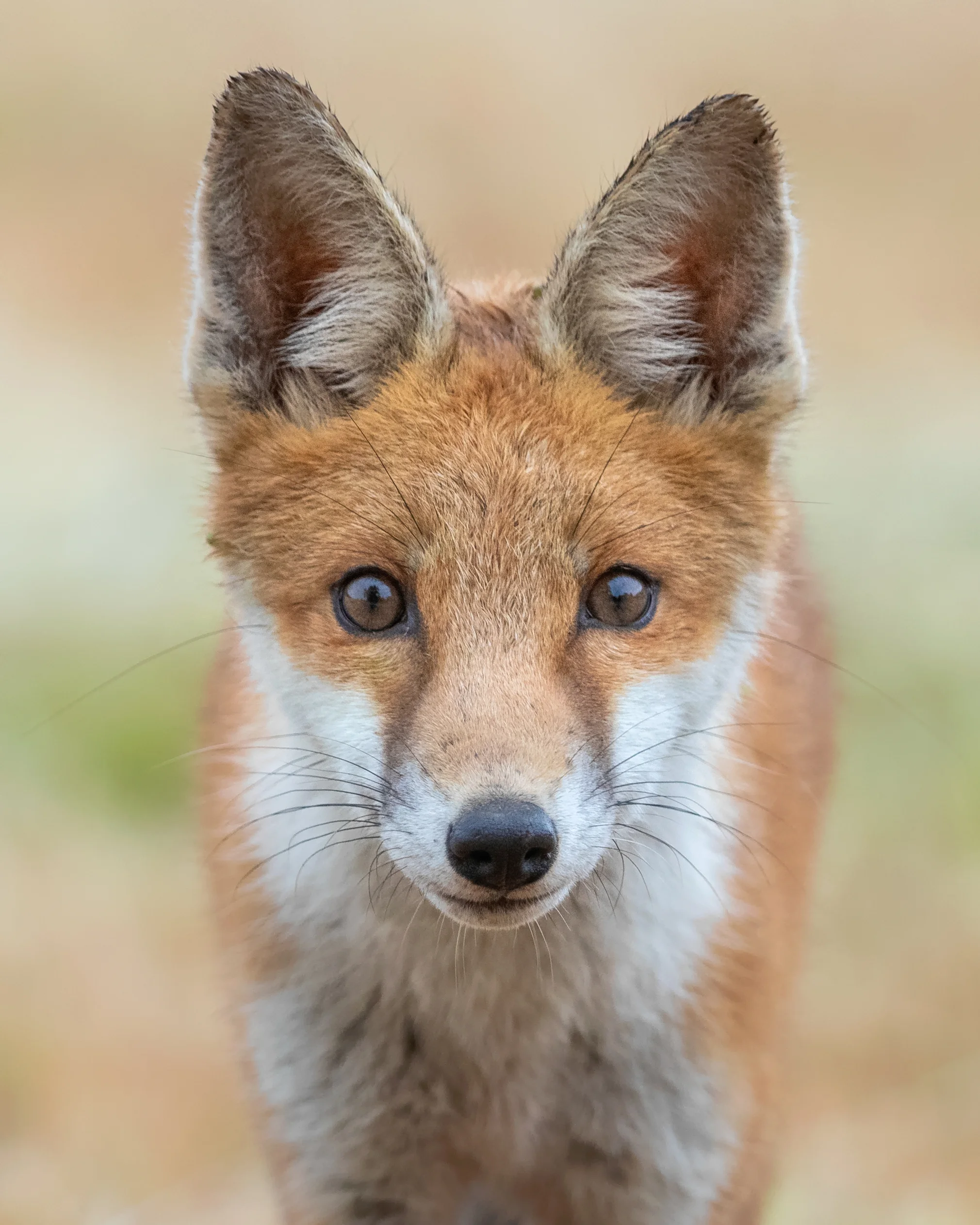 Fox Eyes