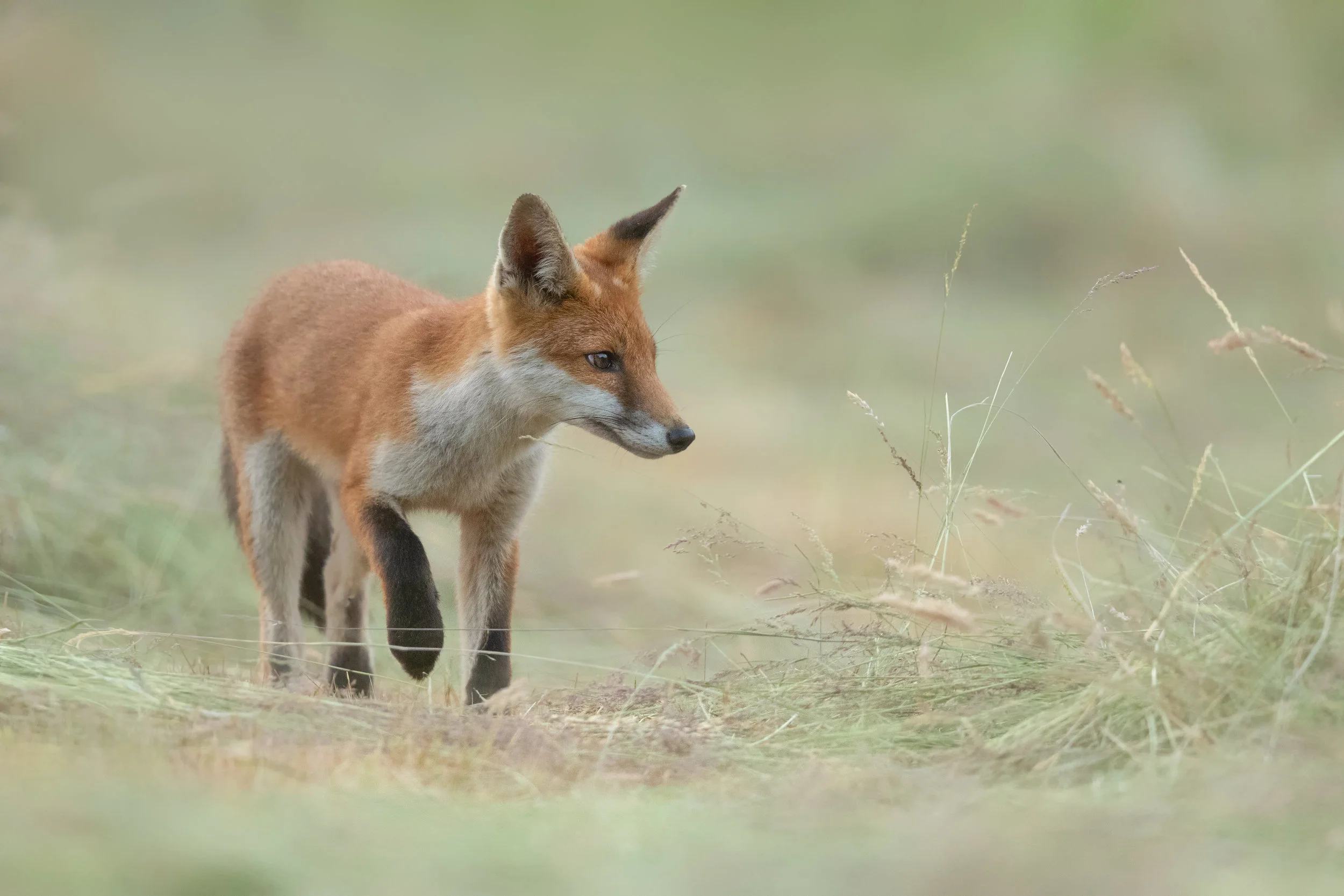 Fox through the grass