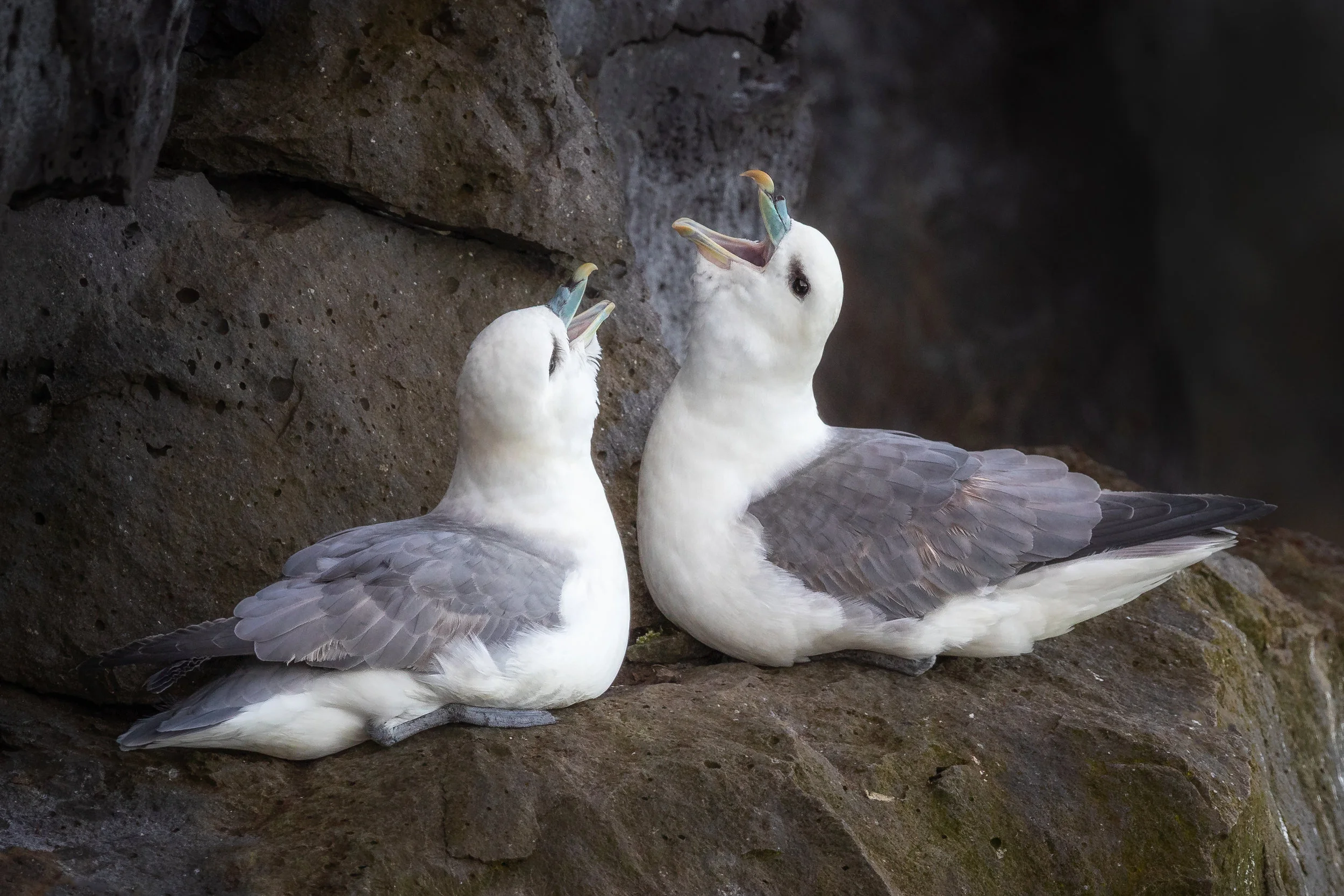 Courting