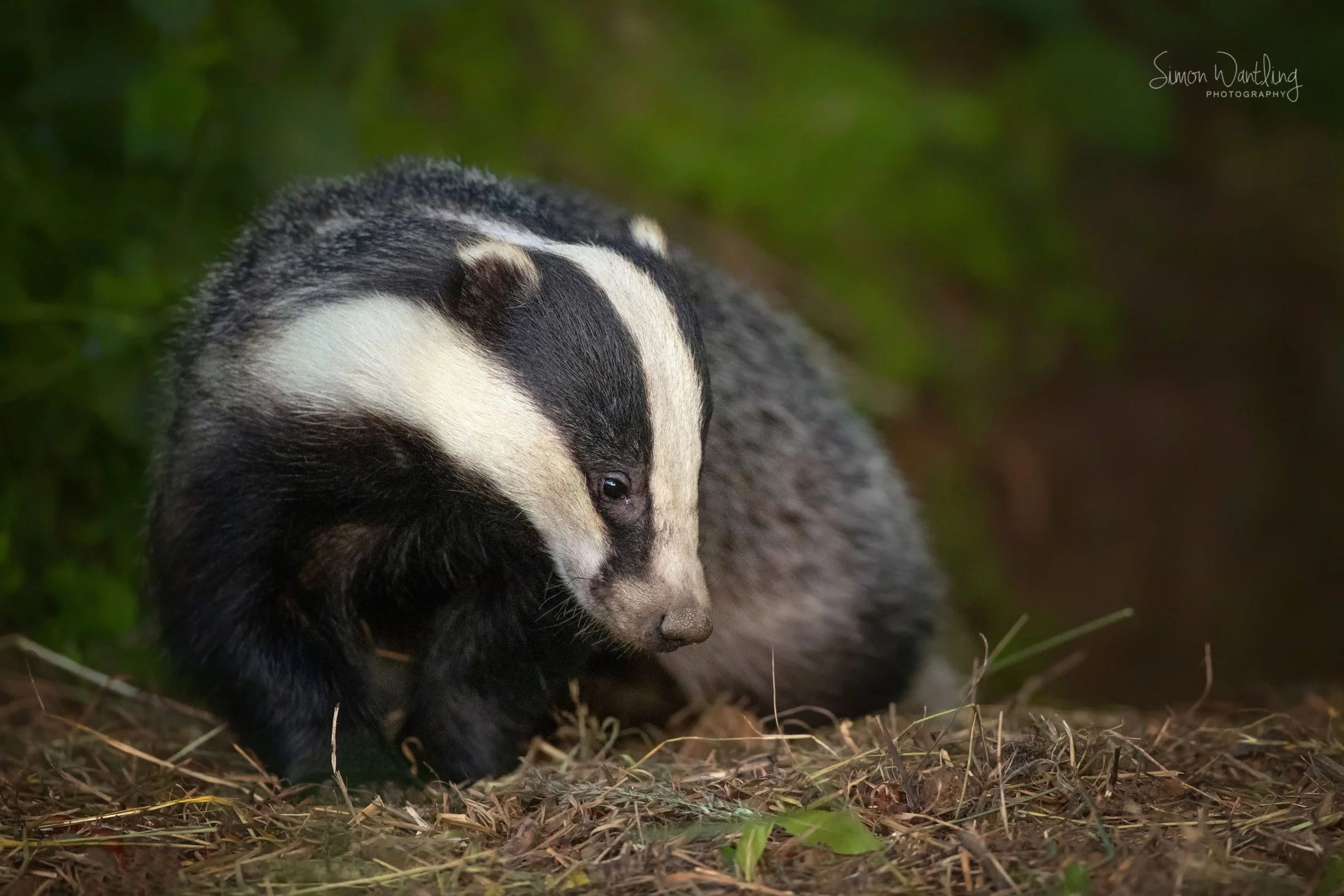 Badger Cub