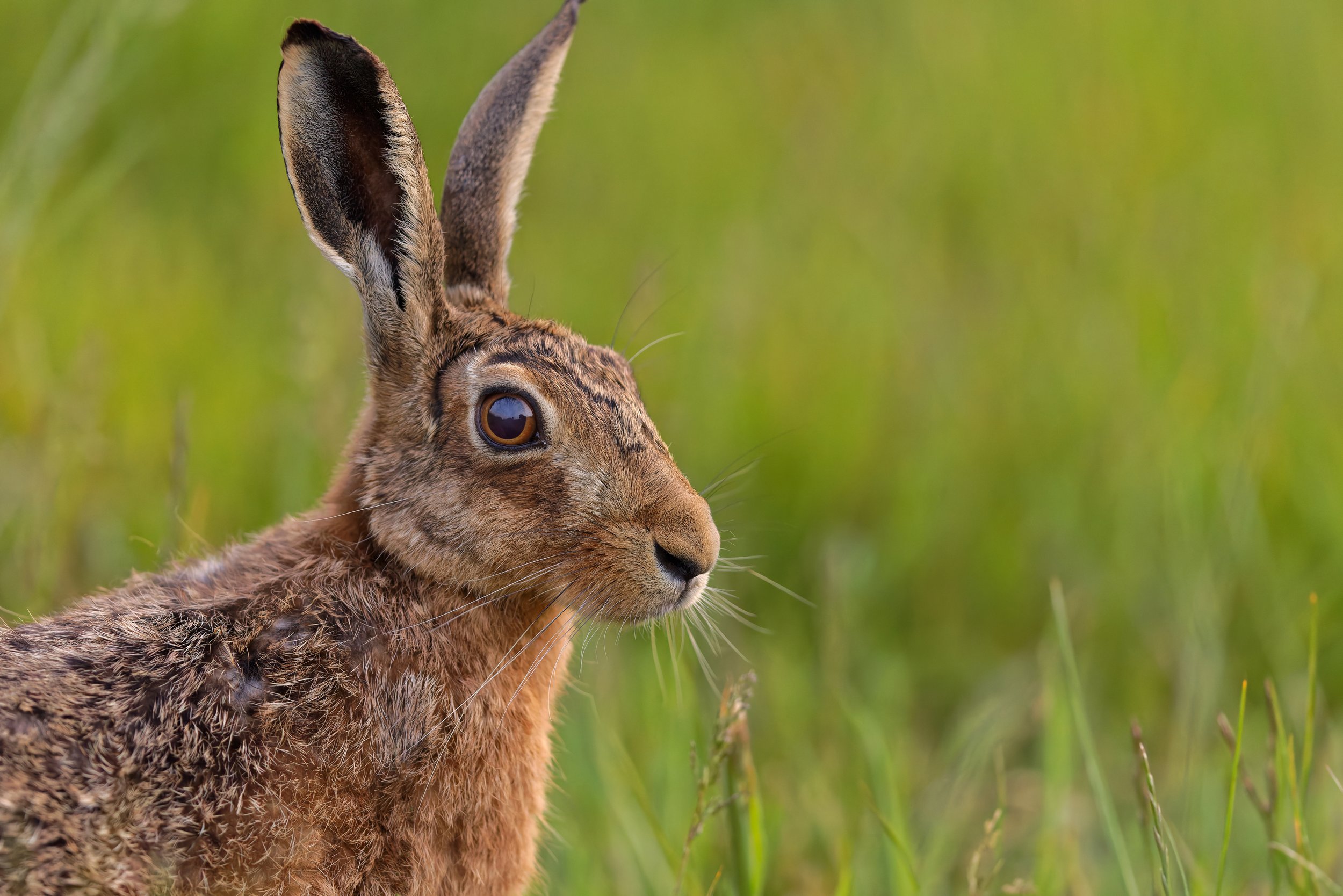 Brown Hare (Copy)