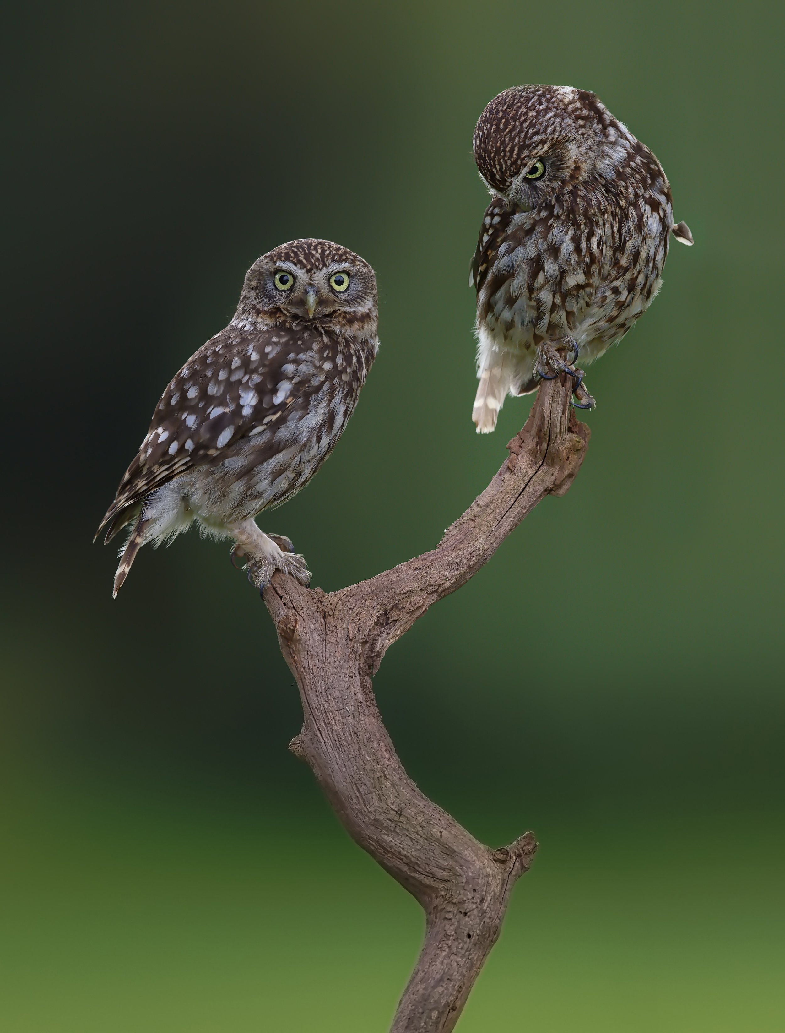 Little Owl Pair (Copy)