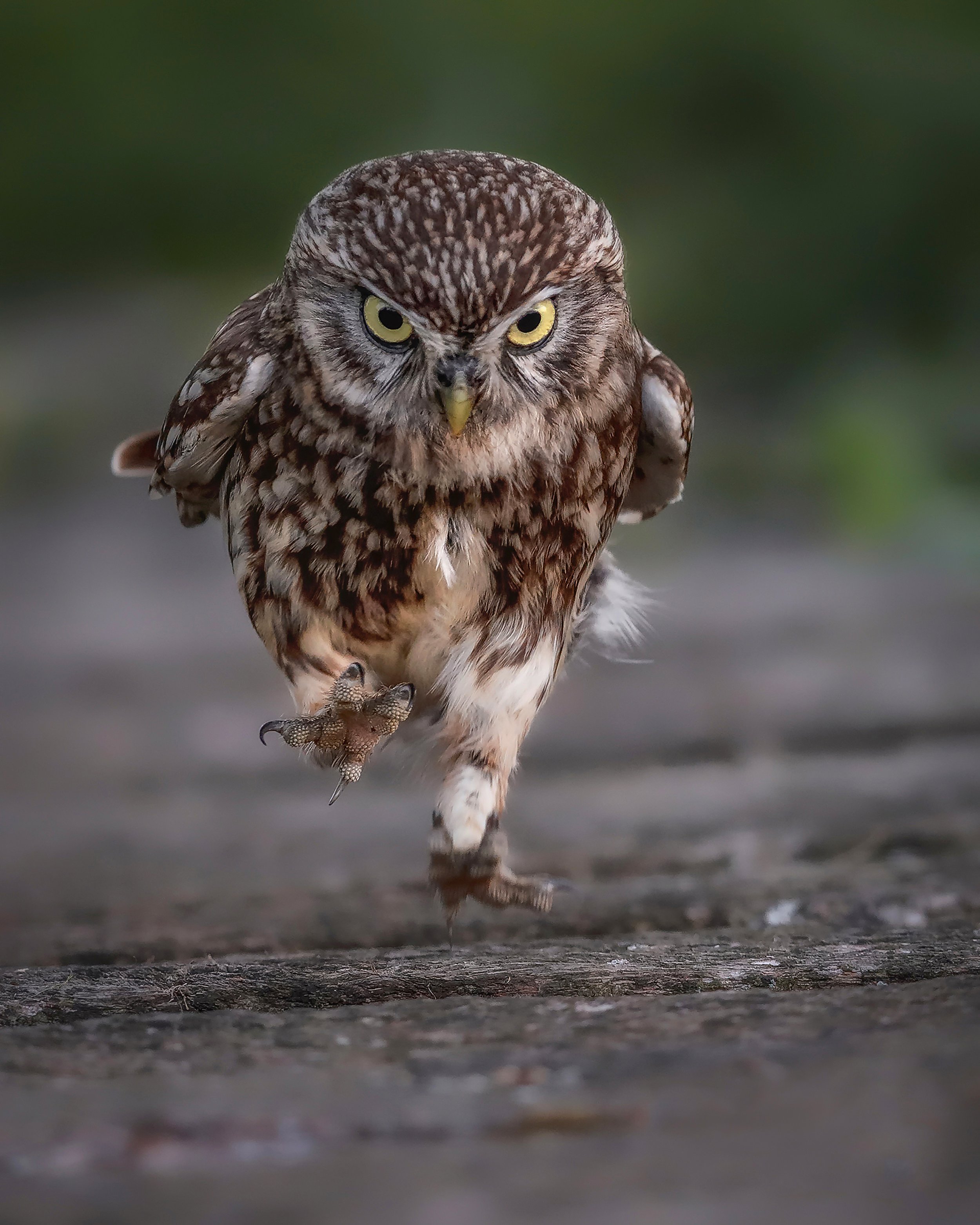 Running Little Owl (Copy)
