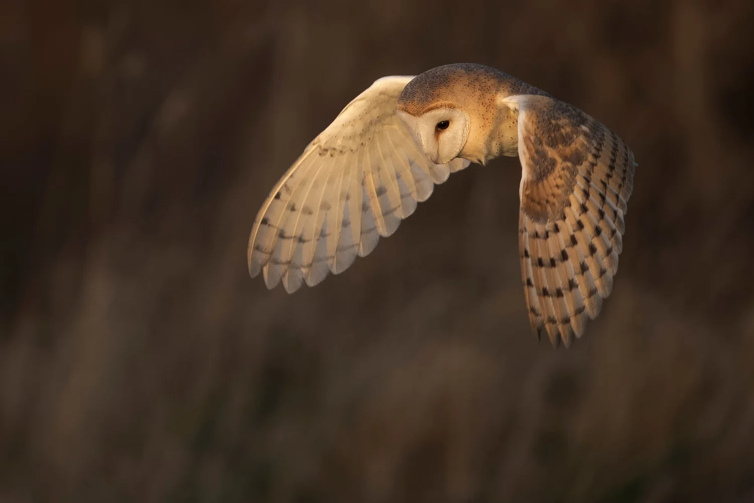 simon-wantling-wildlife-photographer