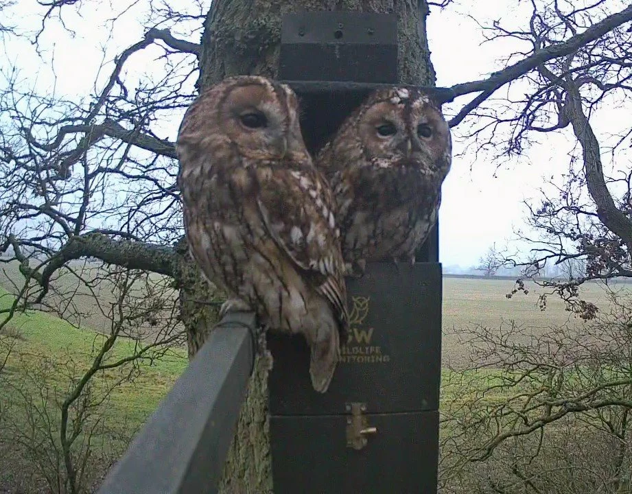 Another Year of SW Wildlife Monitoring – Promising Signs for the Season Ahead
