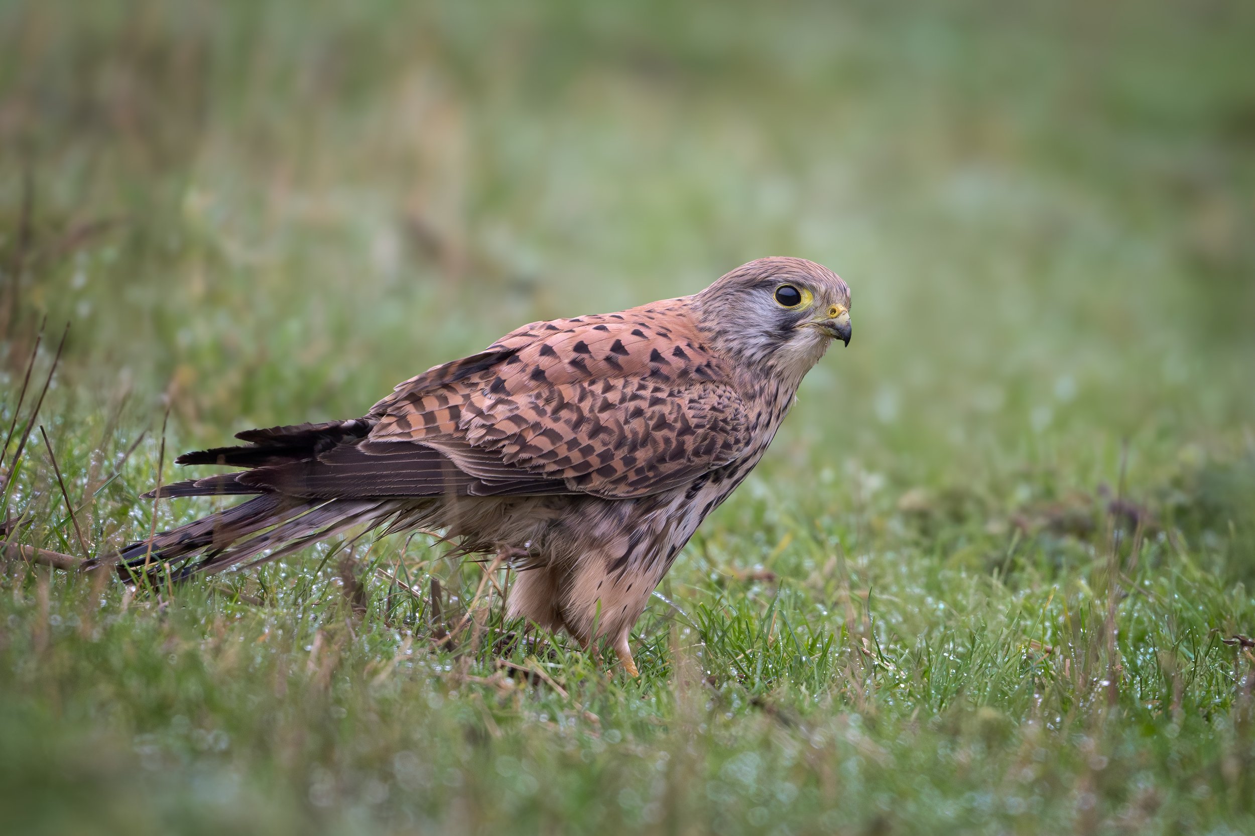 Following the Journey of Our Resident Kestrel Pair - Hover &amp; Dash