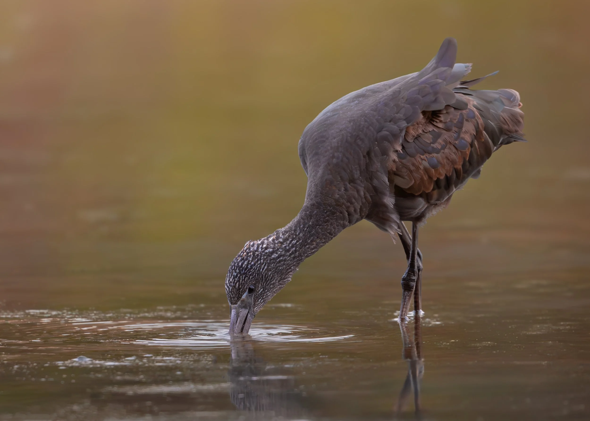 Glossy Ibis