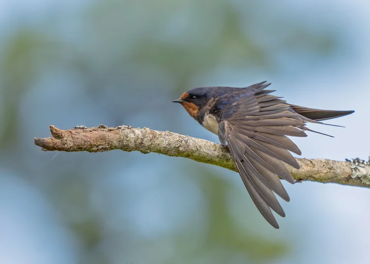 simon-wantling-wildlife-photographer