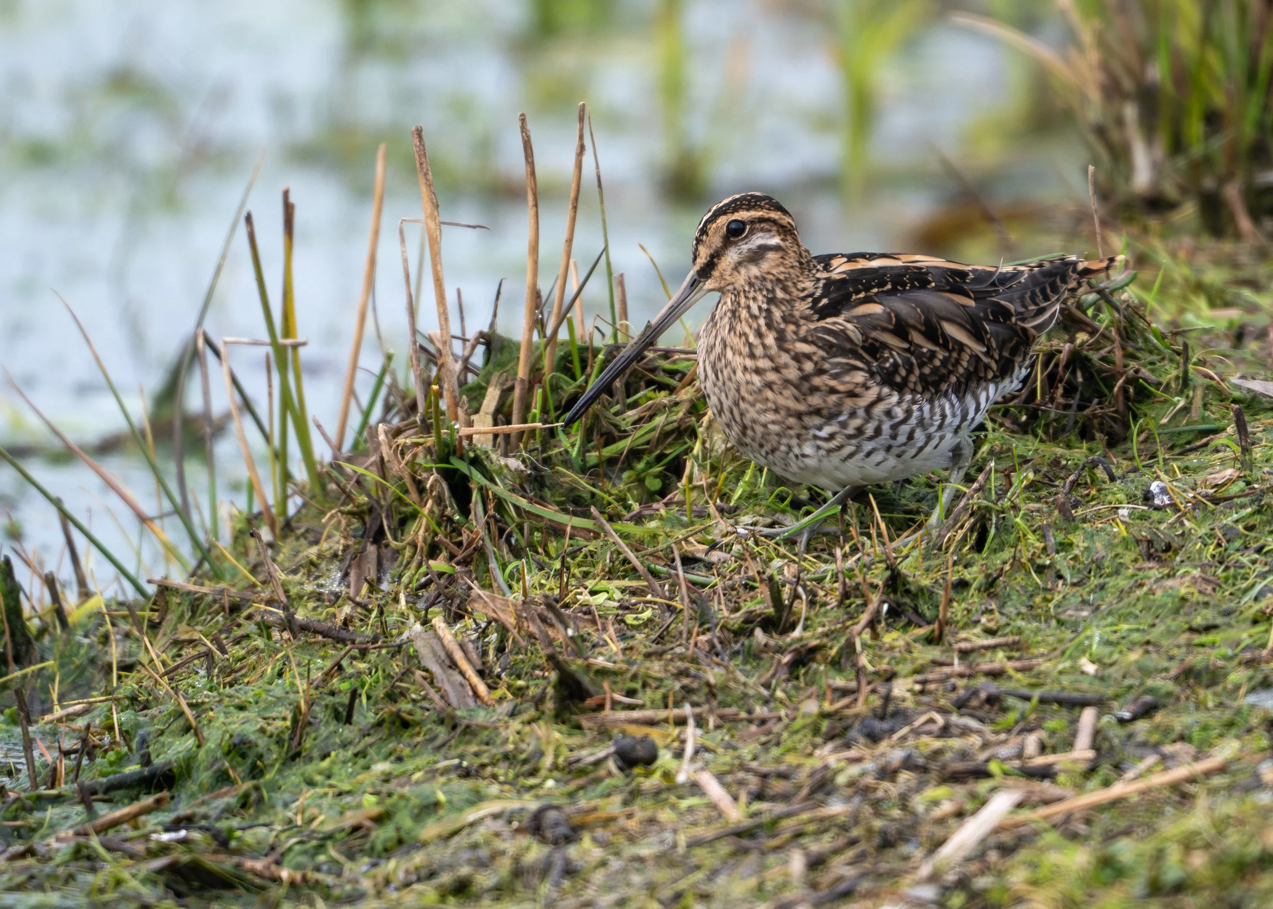 Common Snipe