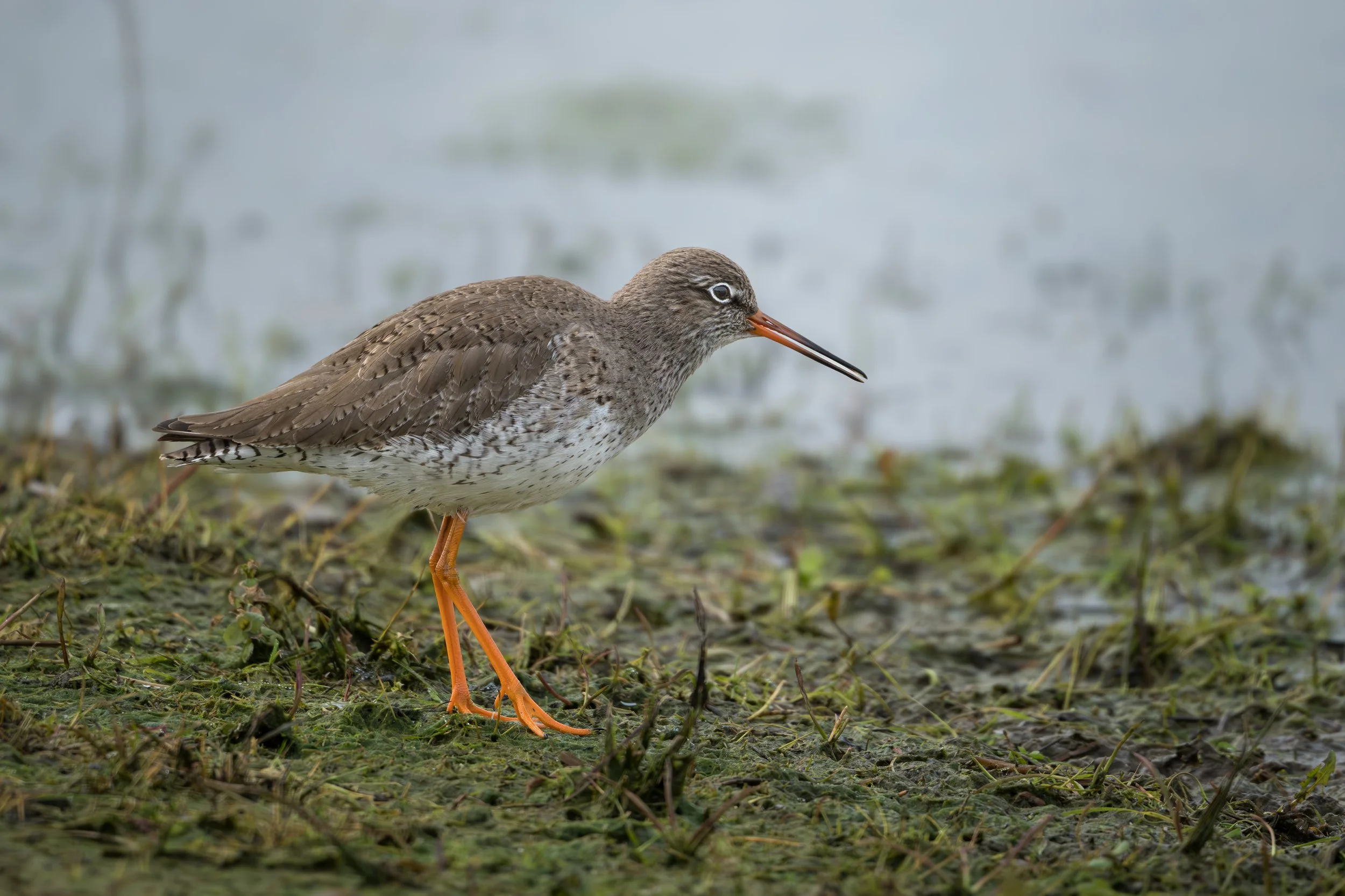 Redshank SL 23326.jpg