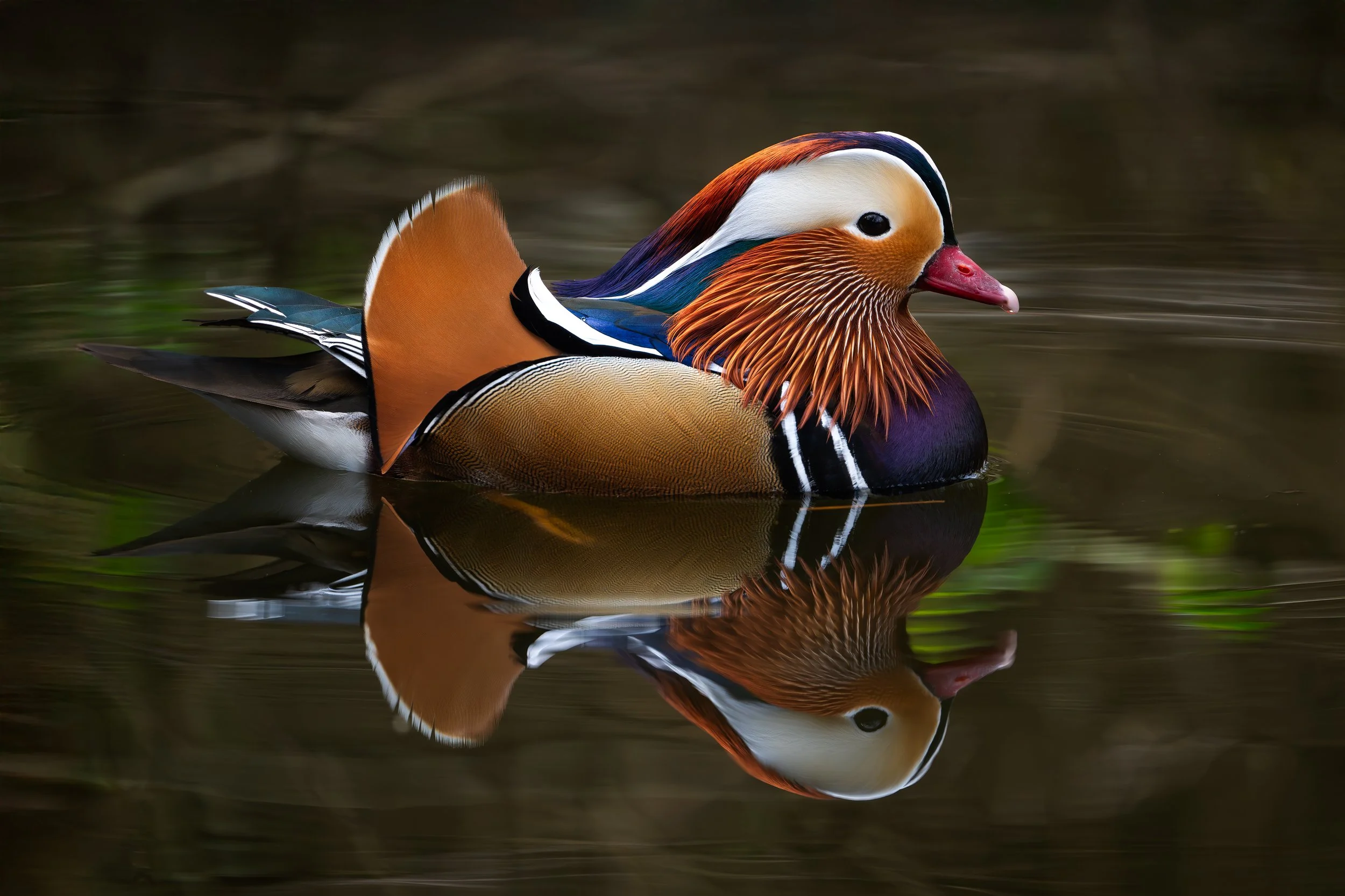 SIMON WANTLING Wildlife Photographer SIMON WANTLING Wildlife Photographer