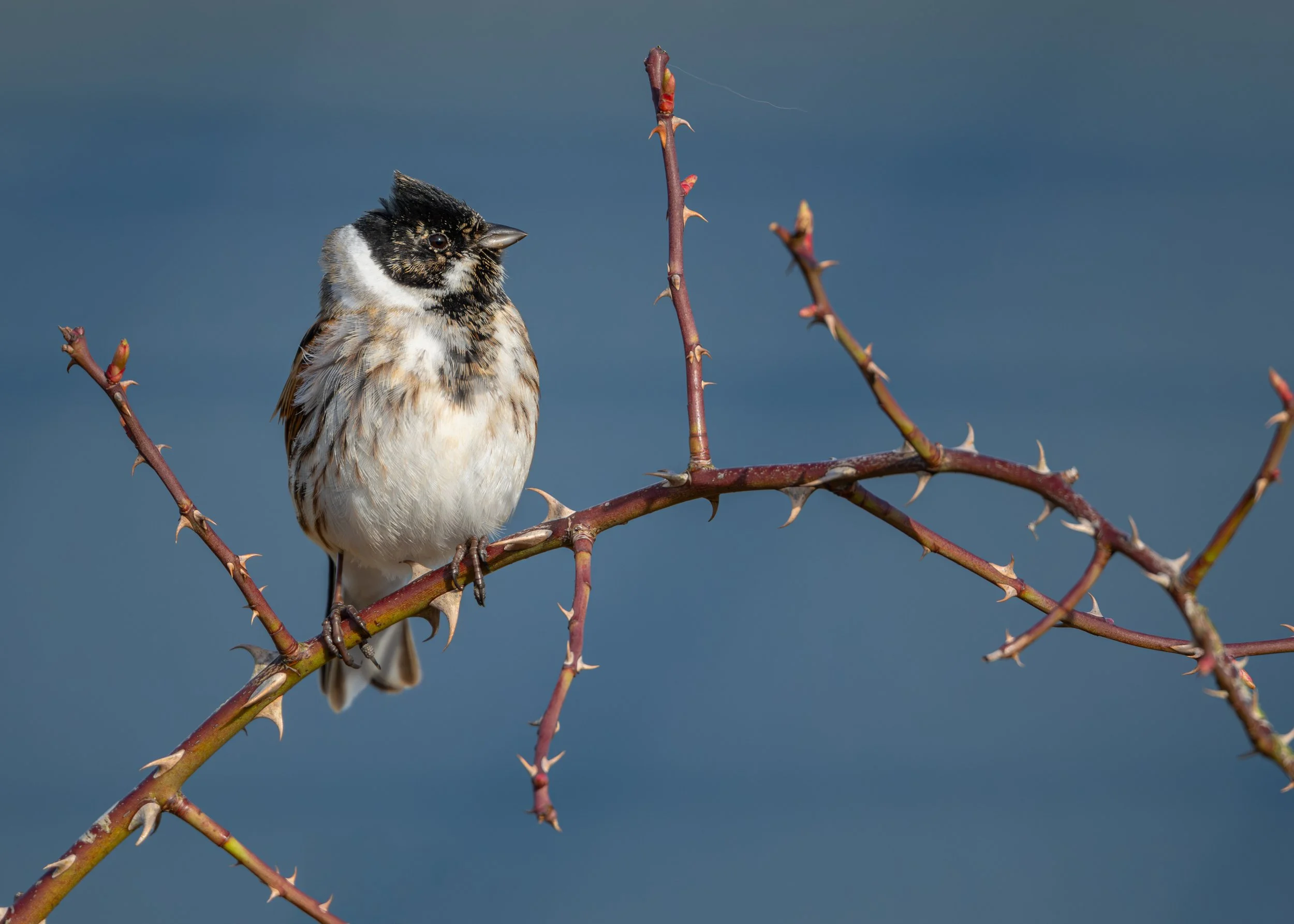 Reed Bunting