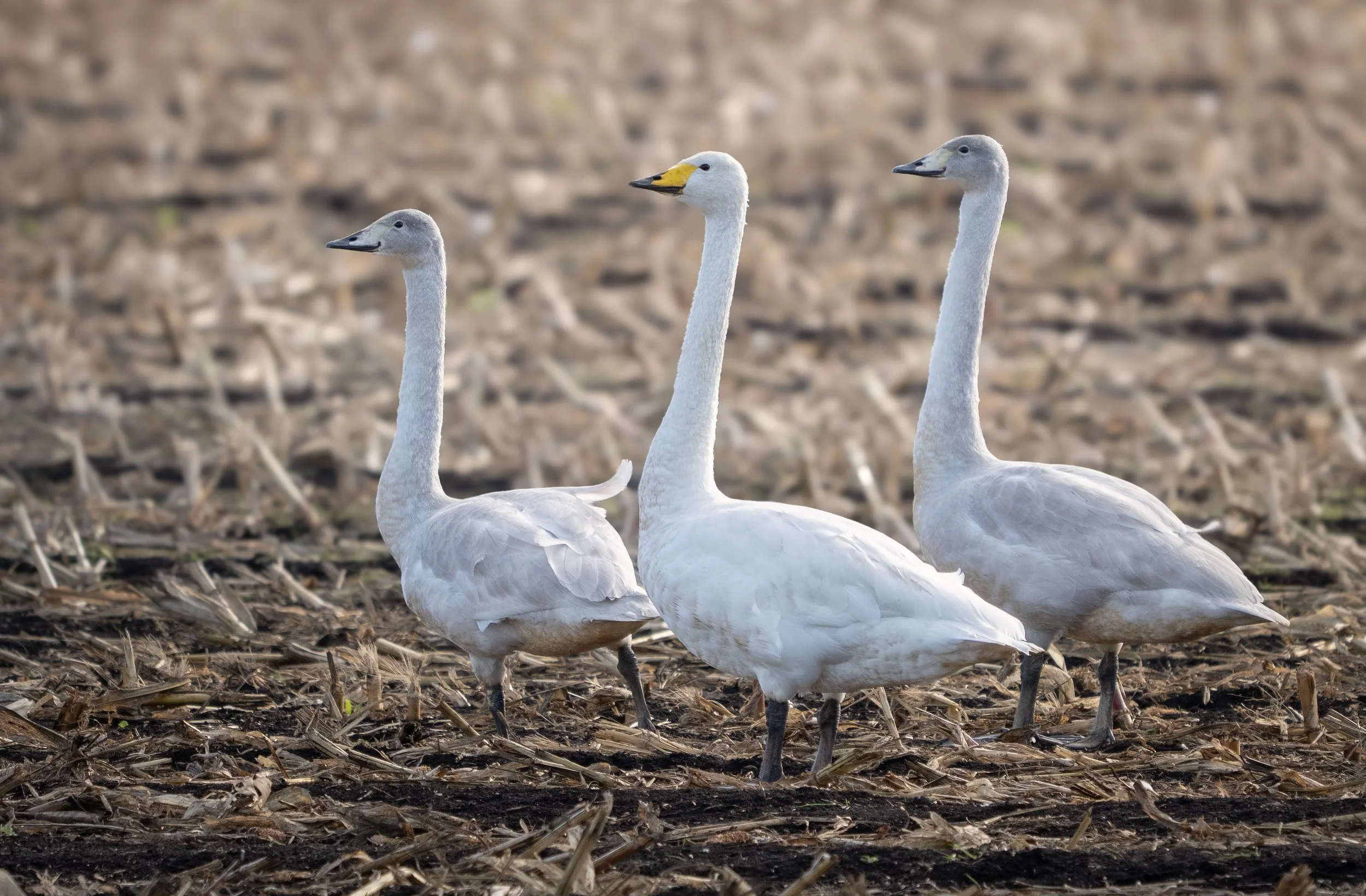 Whooper Swans