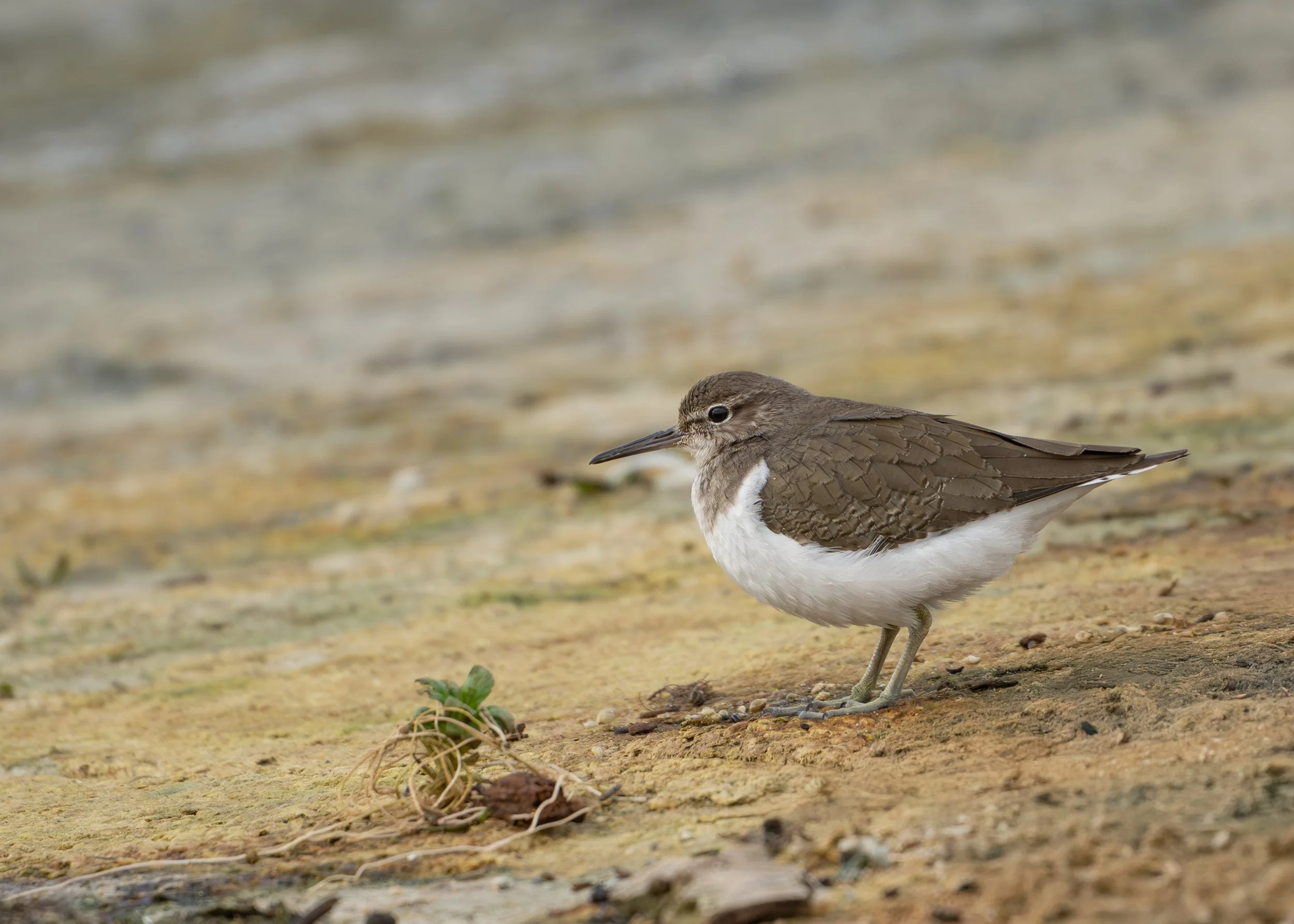 Common Sandpiper