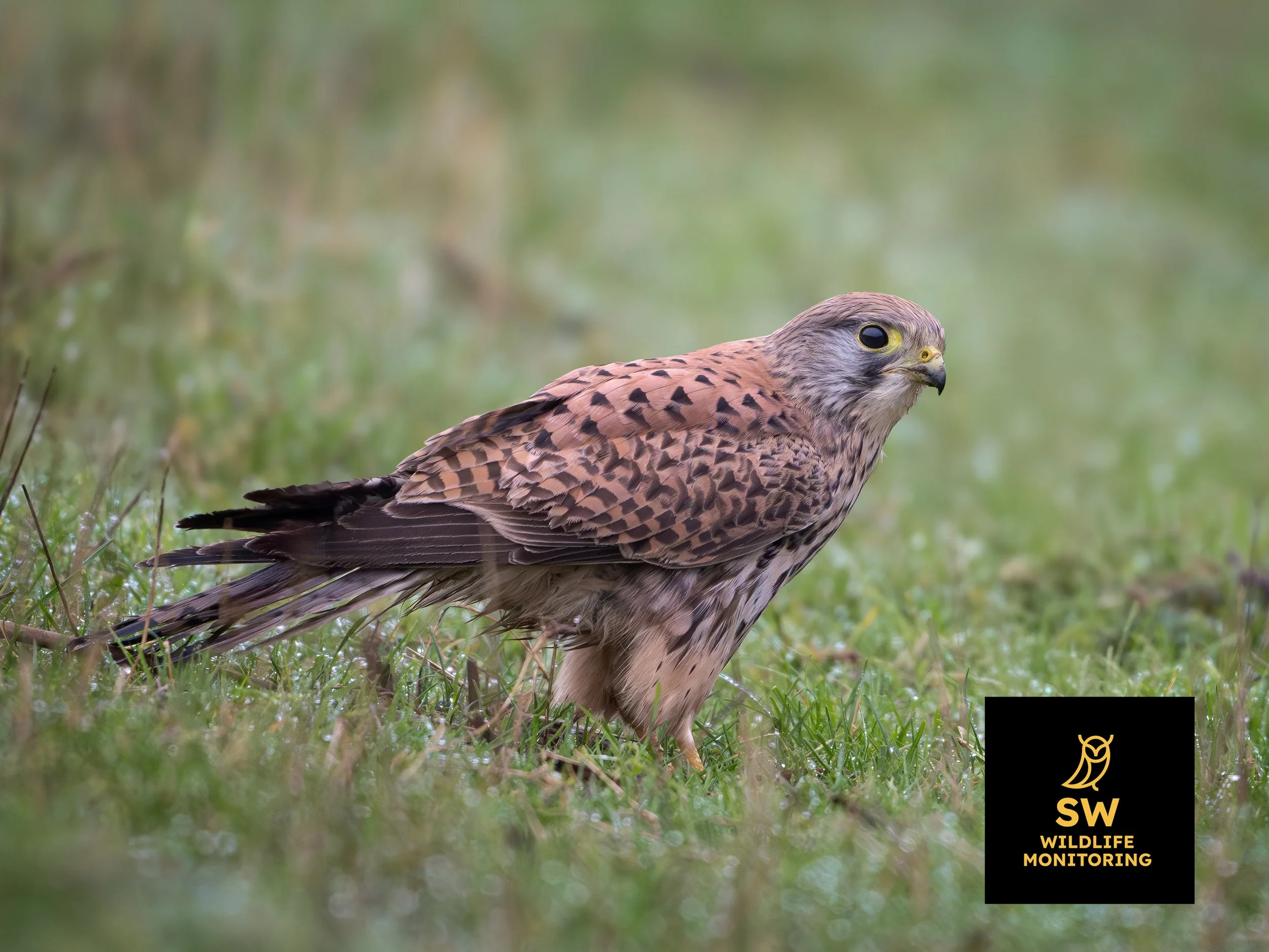 A female Kestrel feeding on the ground
