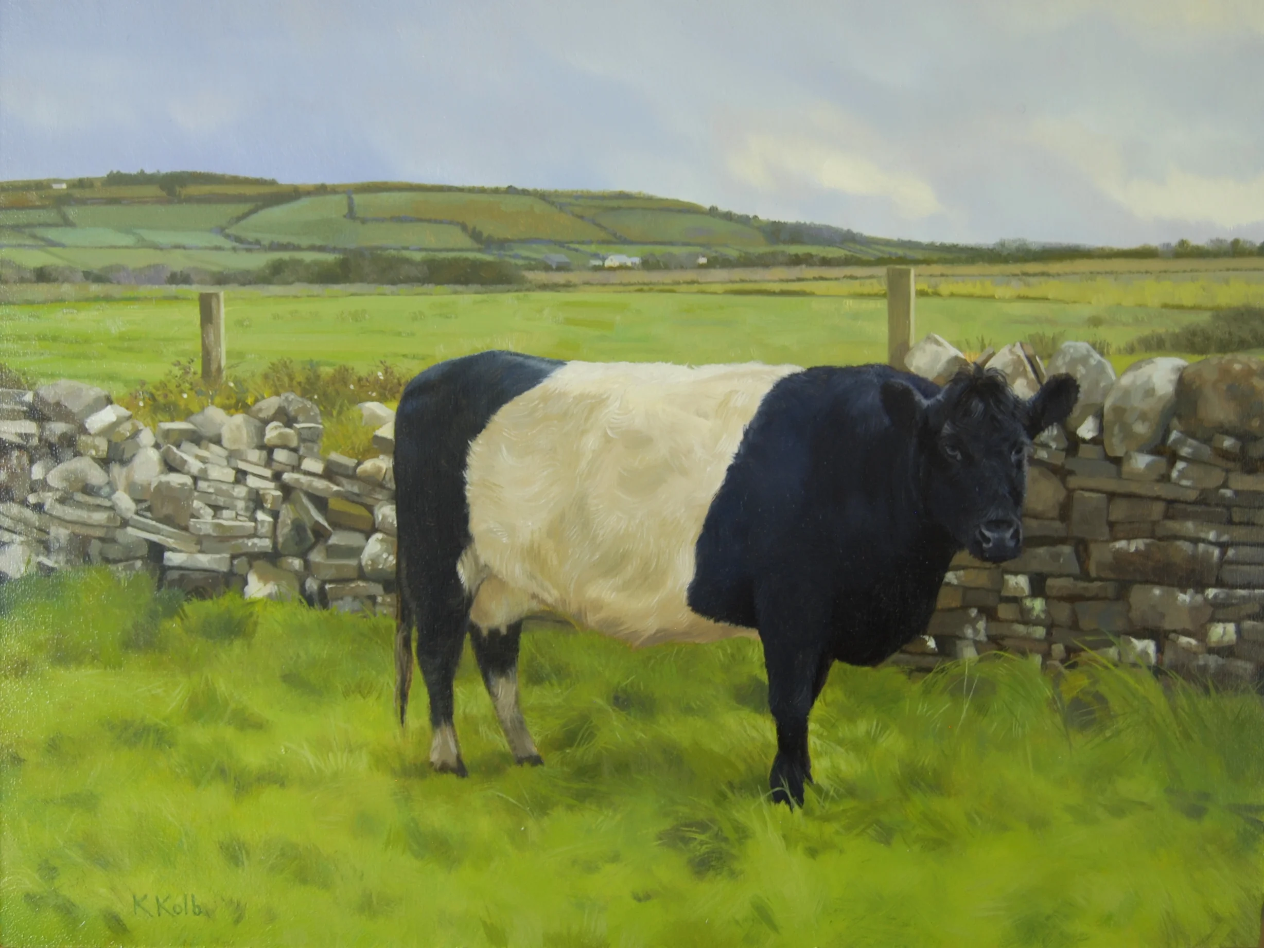 Beltie in a Field