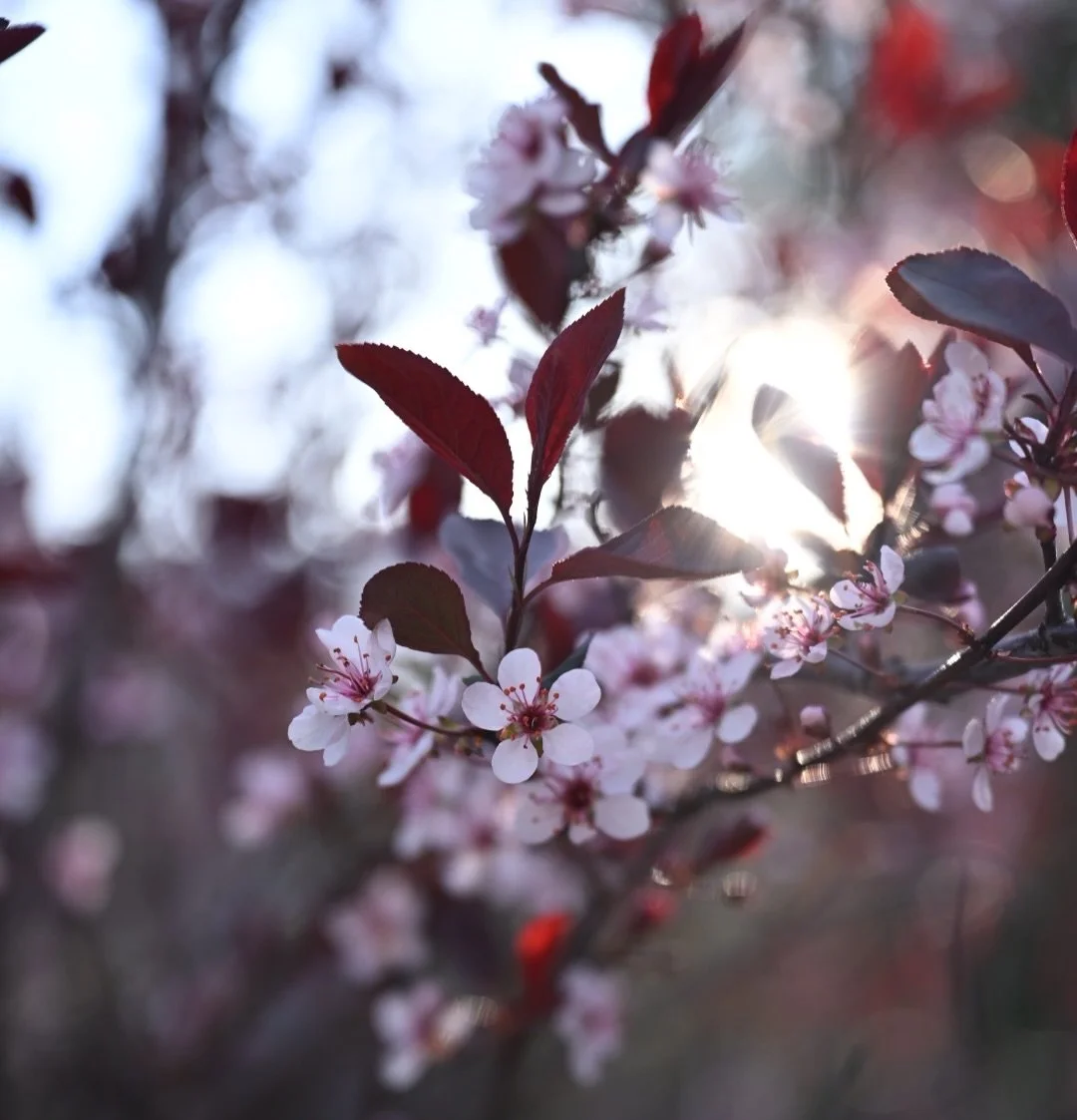 May you bloom this season.
May you bloom in your own time.
May you bloom through the great storms, the stillness, and the sunlight.

Like the plum blossoms, may you trust that even after the coldest winters, life and beauty still returns. 🌸

Bloom g