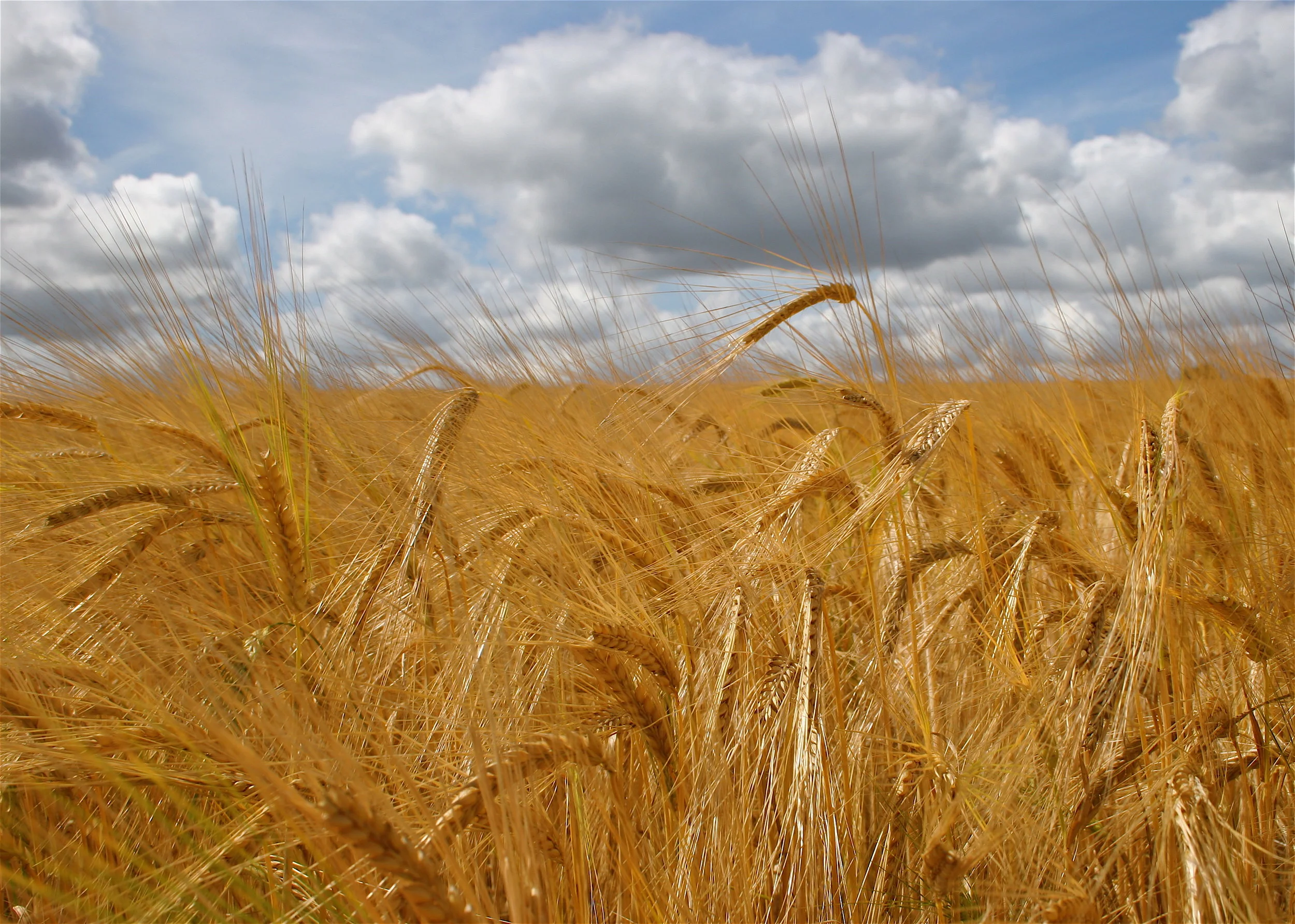 Malt Barley field.jpg