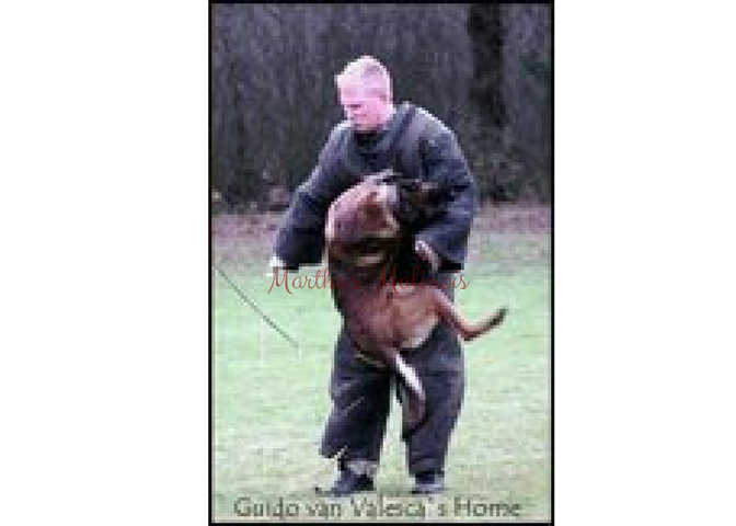 Martha's Malinois Samba Father1.png
