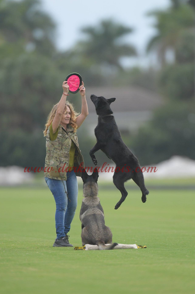 Akiles is always ready for action. He loves interacting with humans and is very protective and alert.