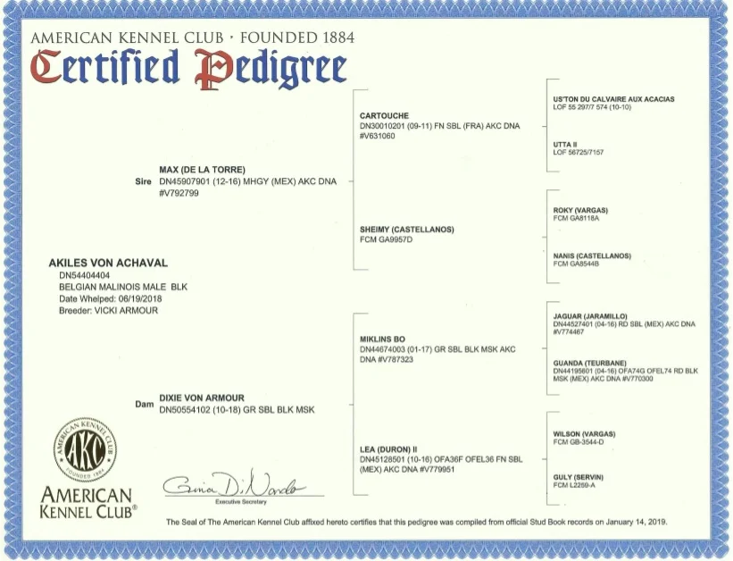 AKILES PEDIGREE.jpg