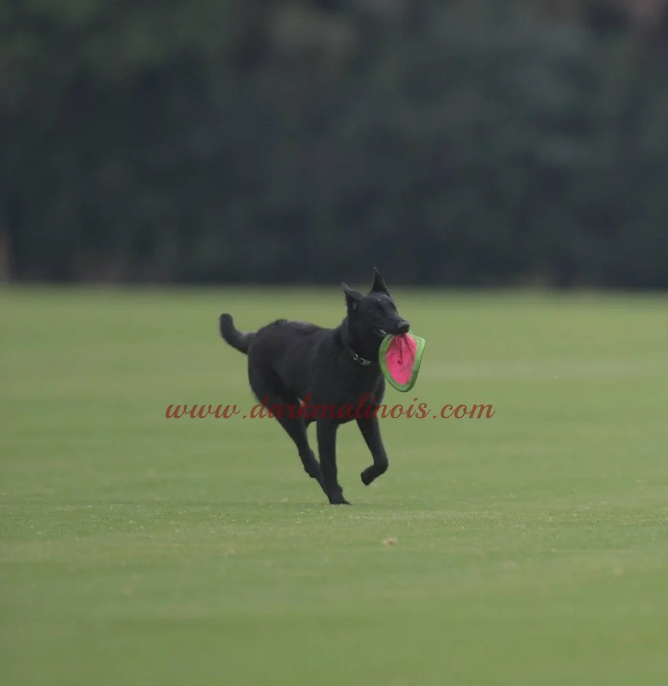 DarkMalinois2019-+22+AKILES.jpg