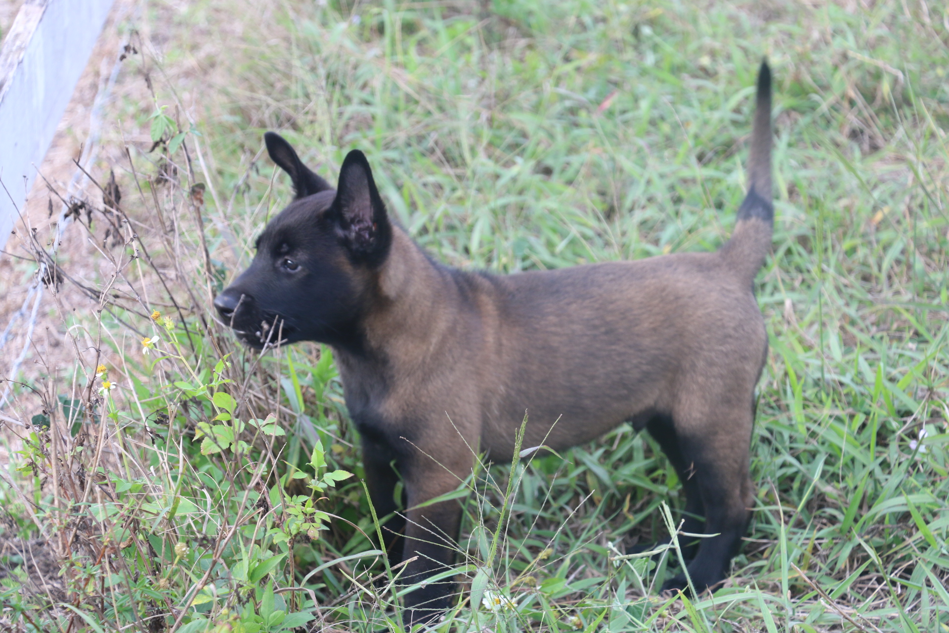 malinoispups 2019-1004.JPG
