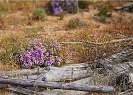 Flowers in a field of dry straw